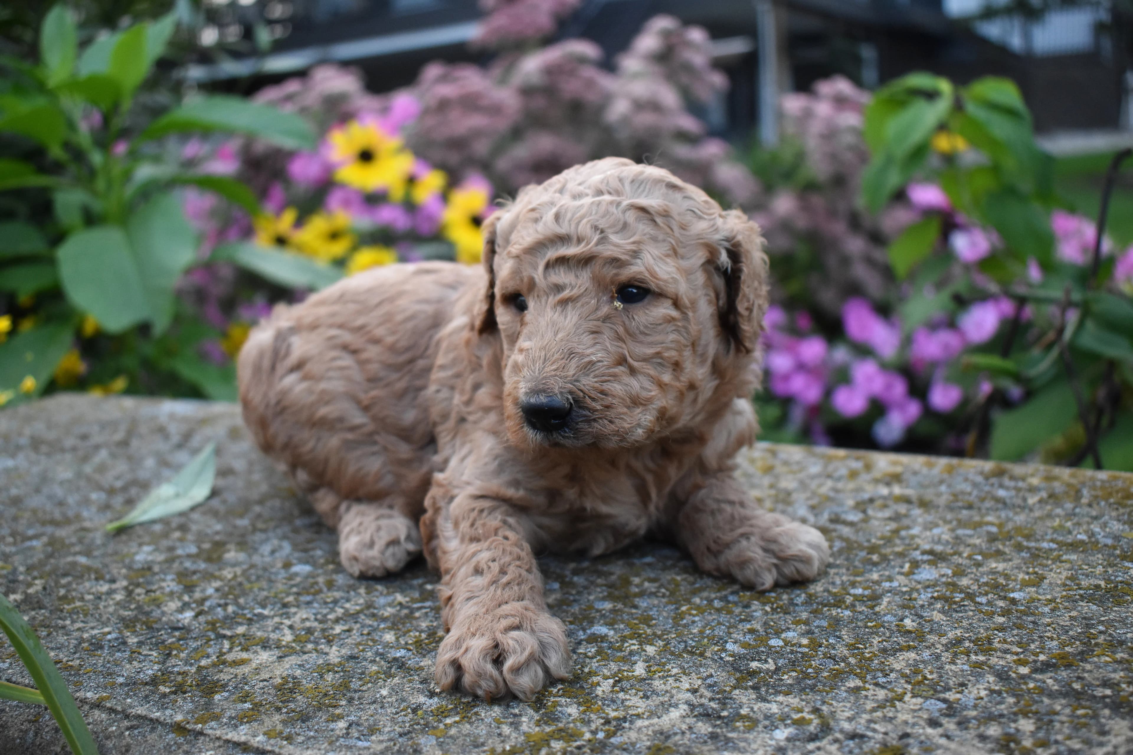 Goldendoodle puppy