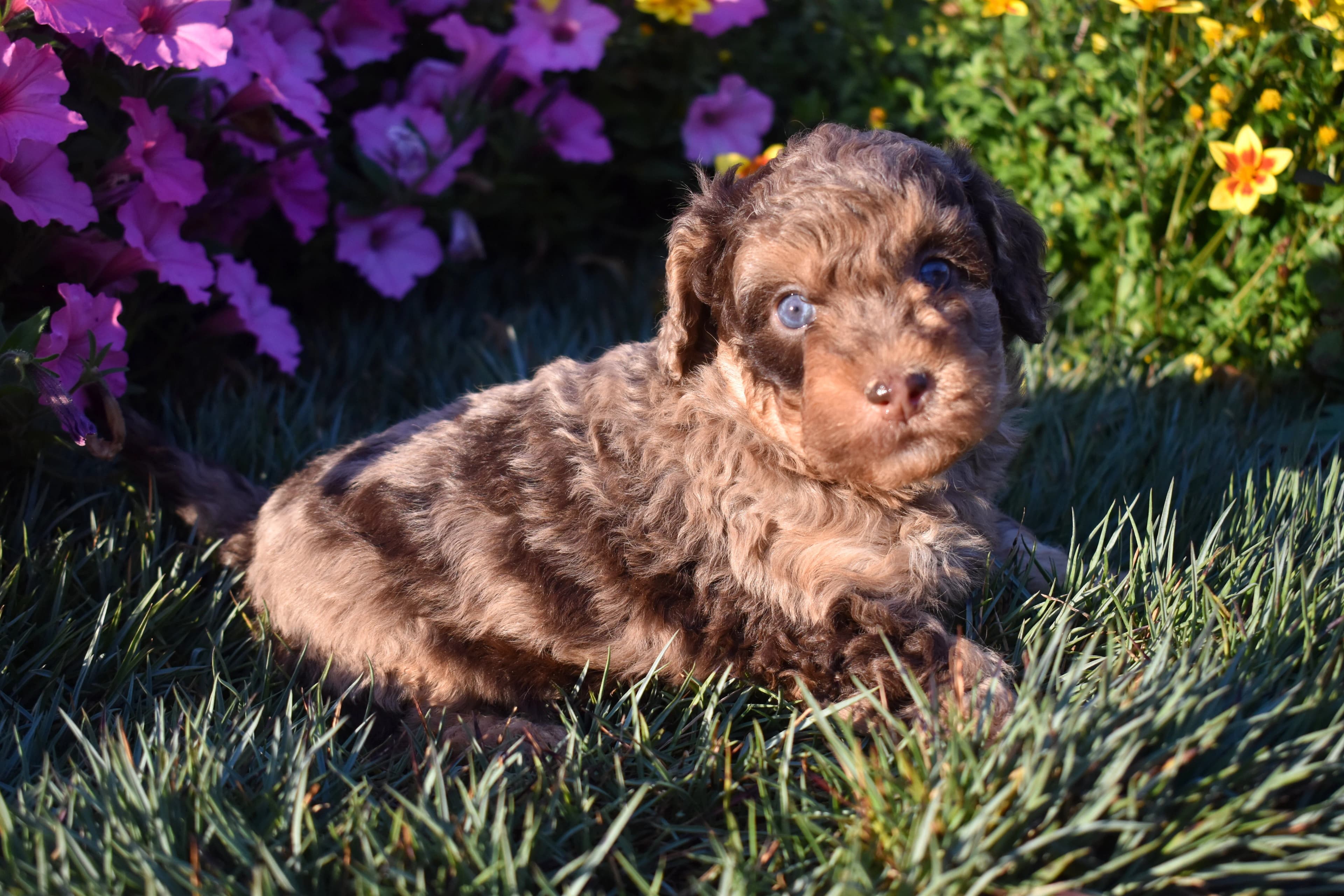 Mini Bernedoodle puppy