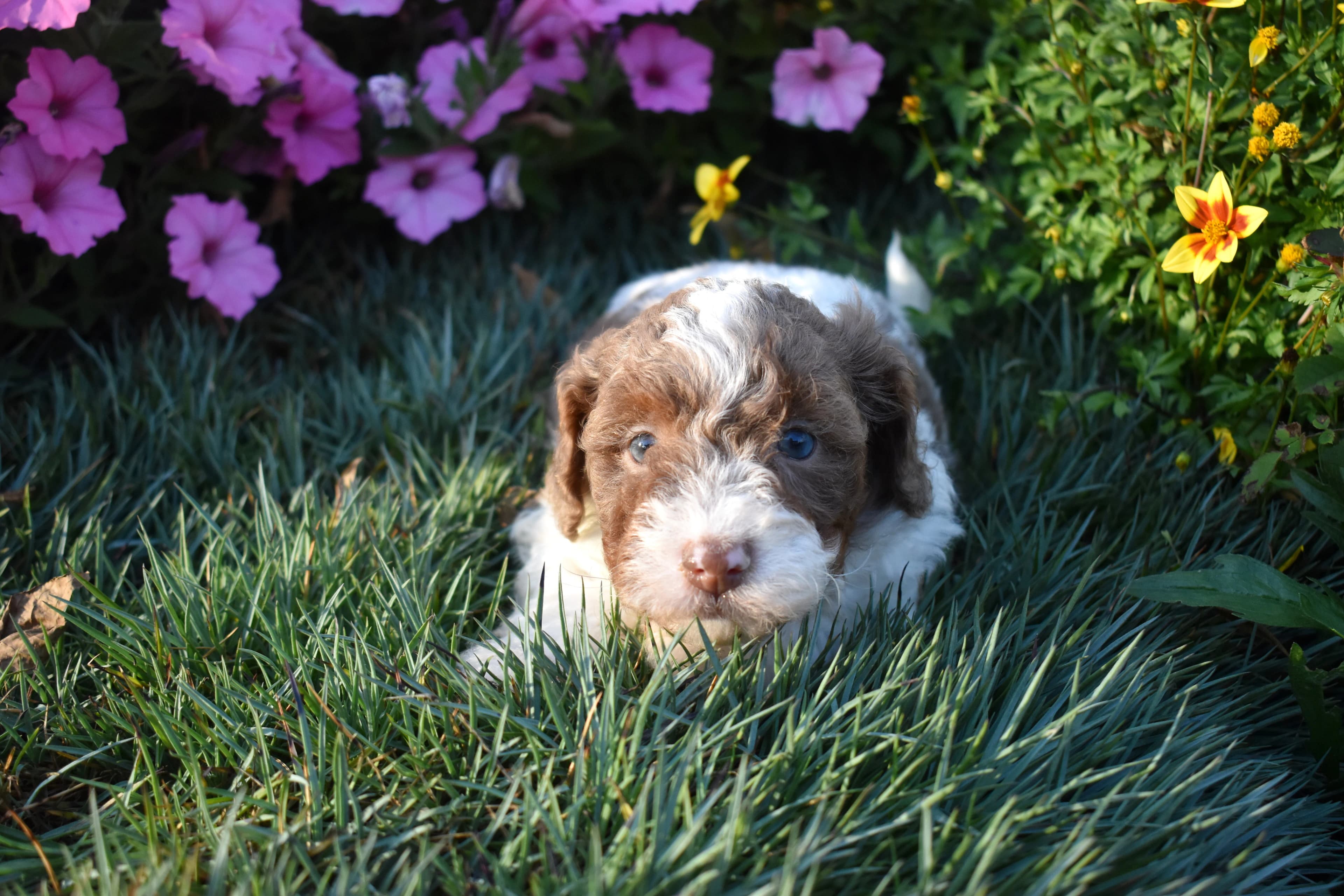 Mini Bernedoodle puppy