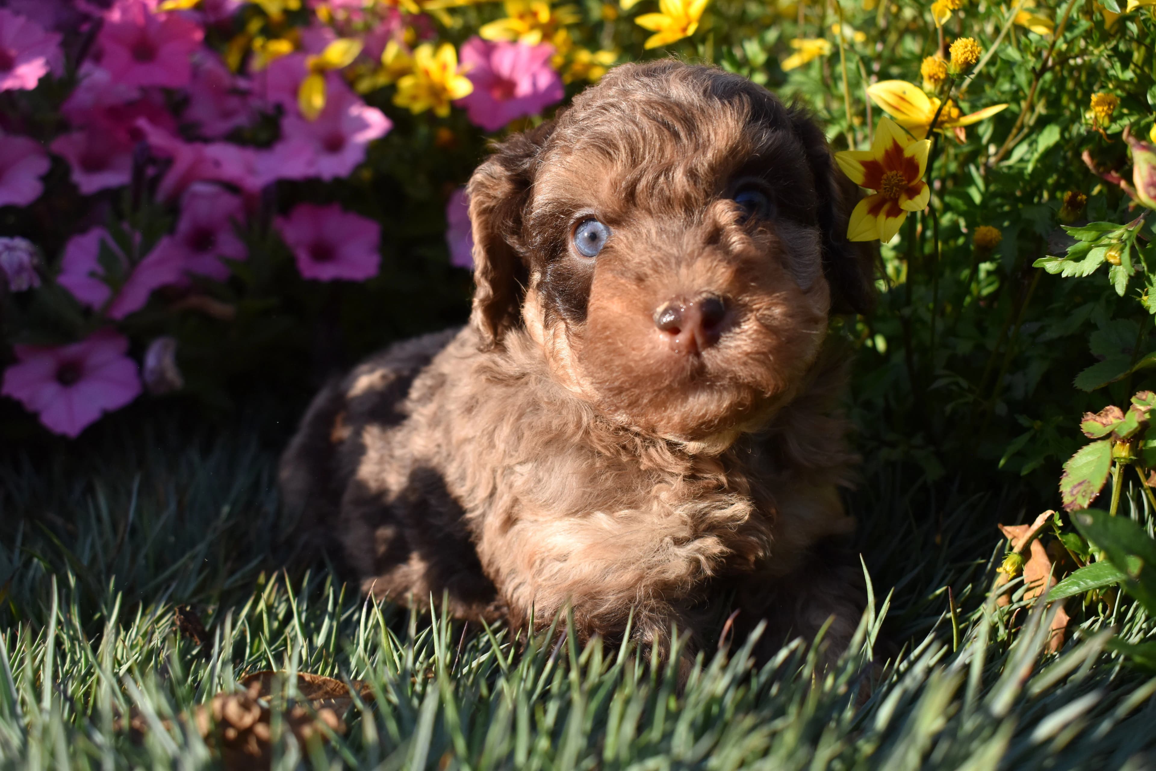 Mini Bernedoodle puppy