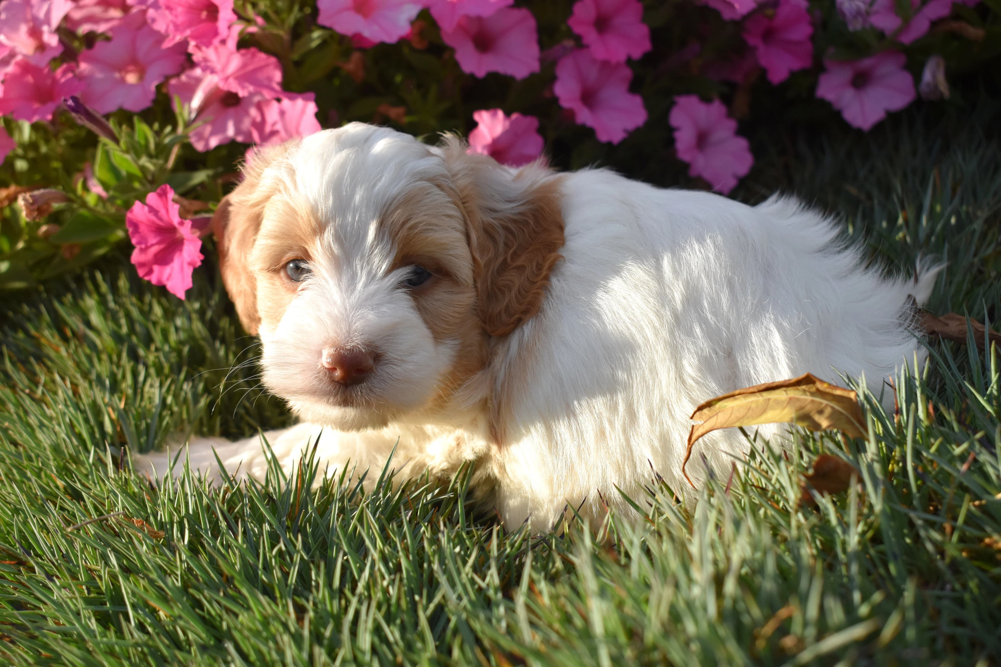 Mini Bernedoodle puppy