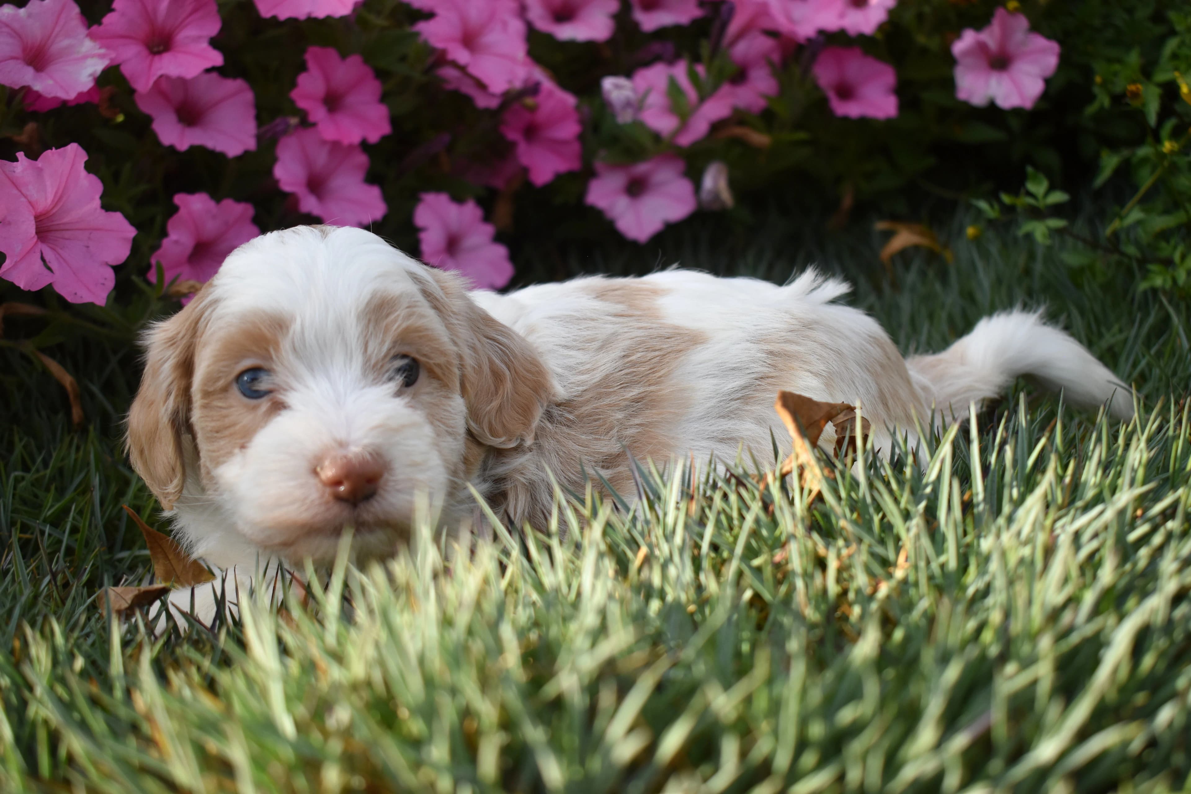 Mini Bernedoodle puppy