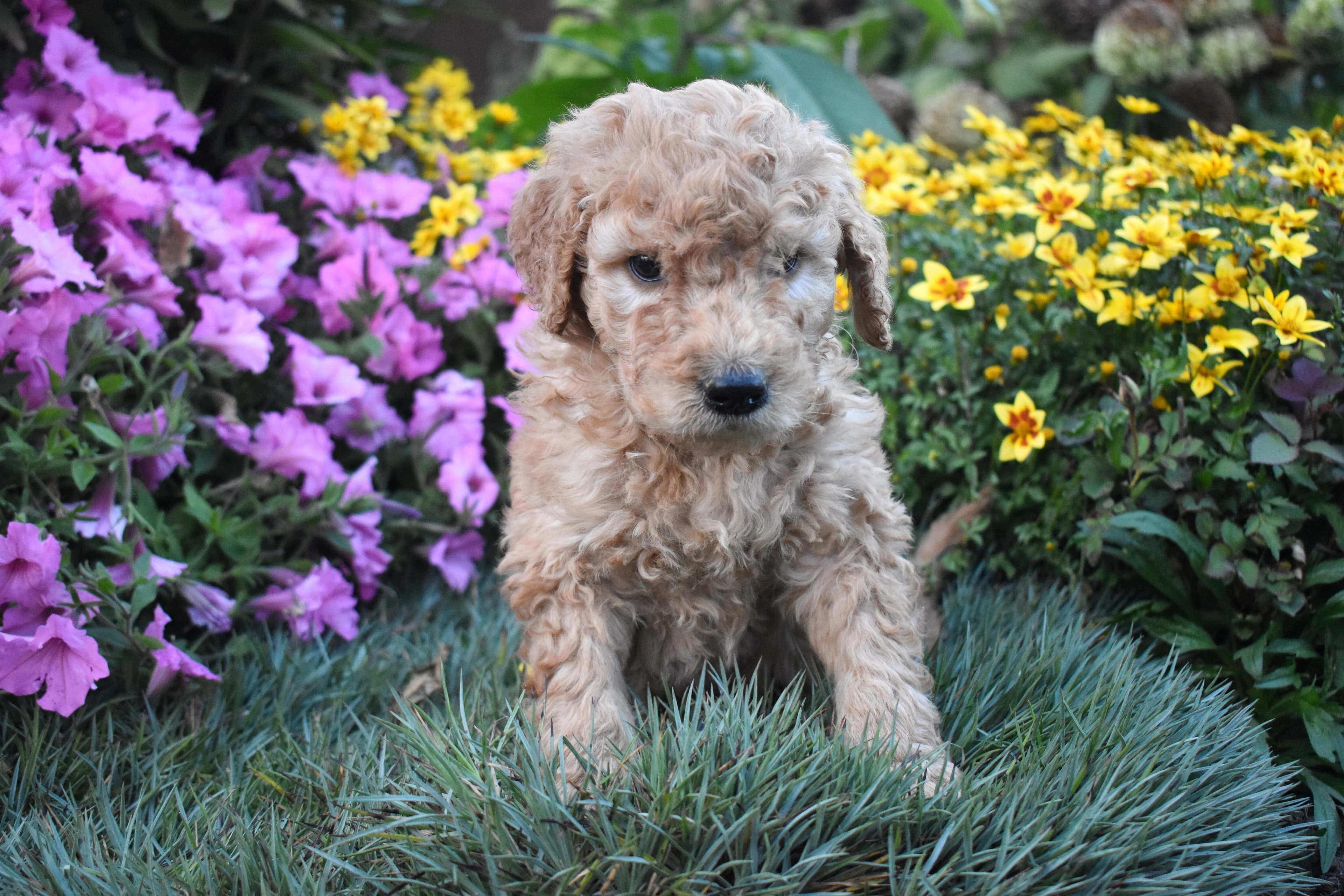 Goldendoodle puppy