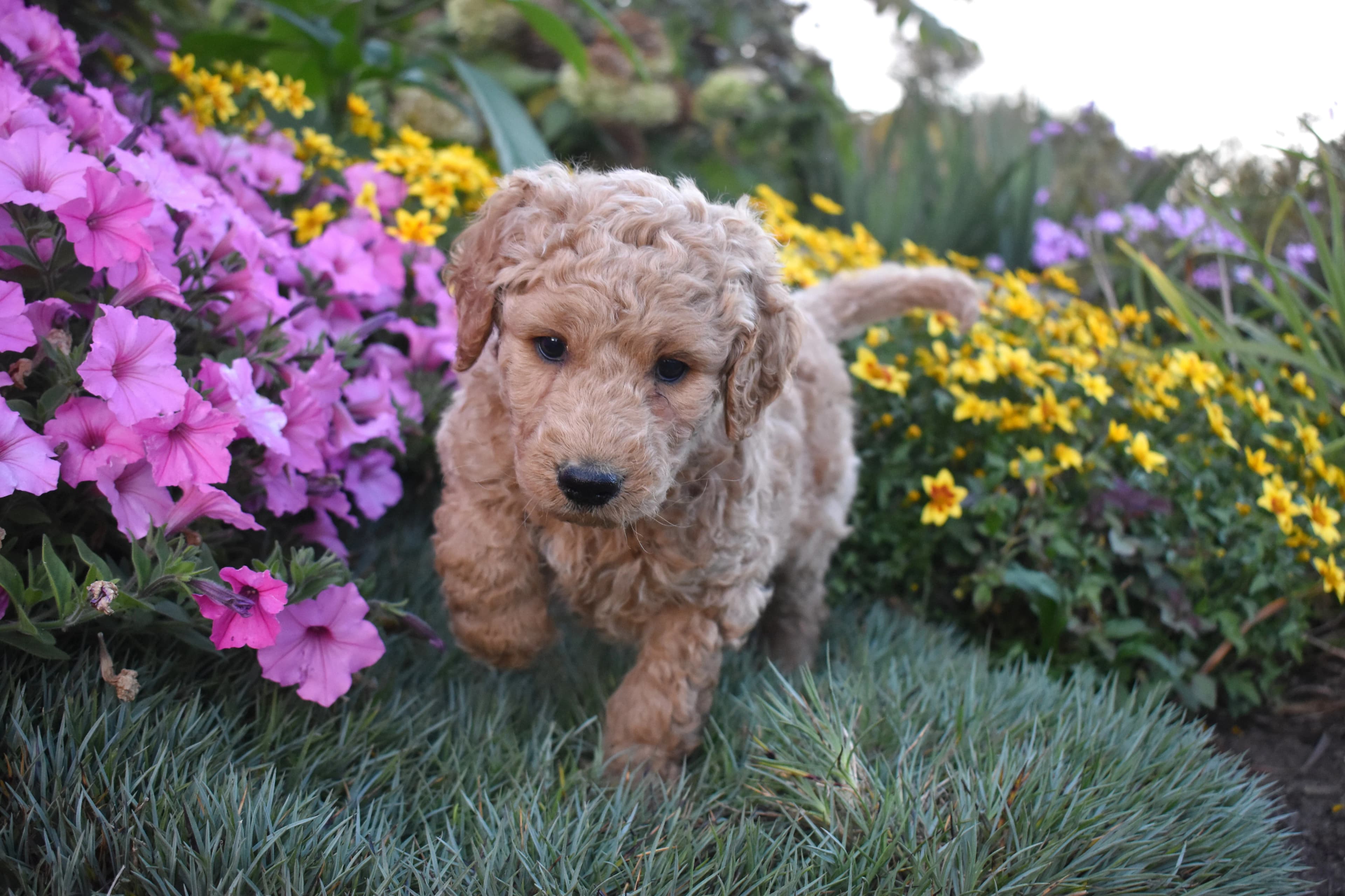 Goldendoodle puppy