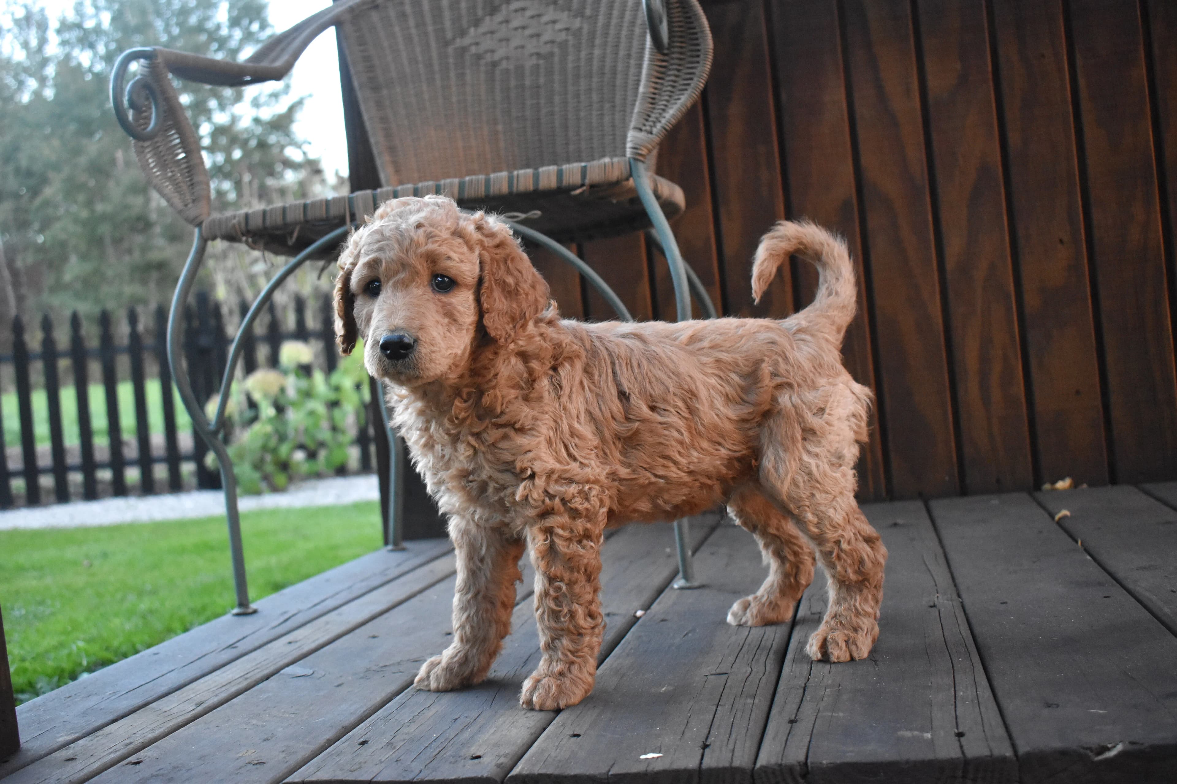 Goldendoodle puppy