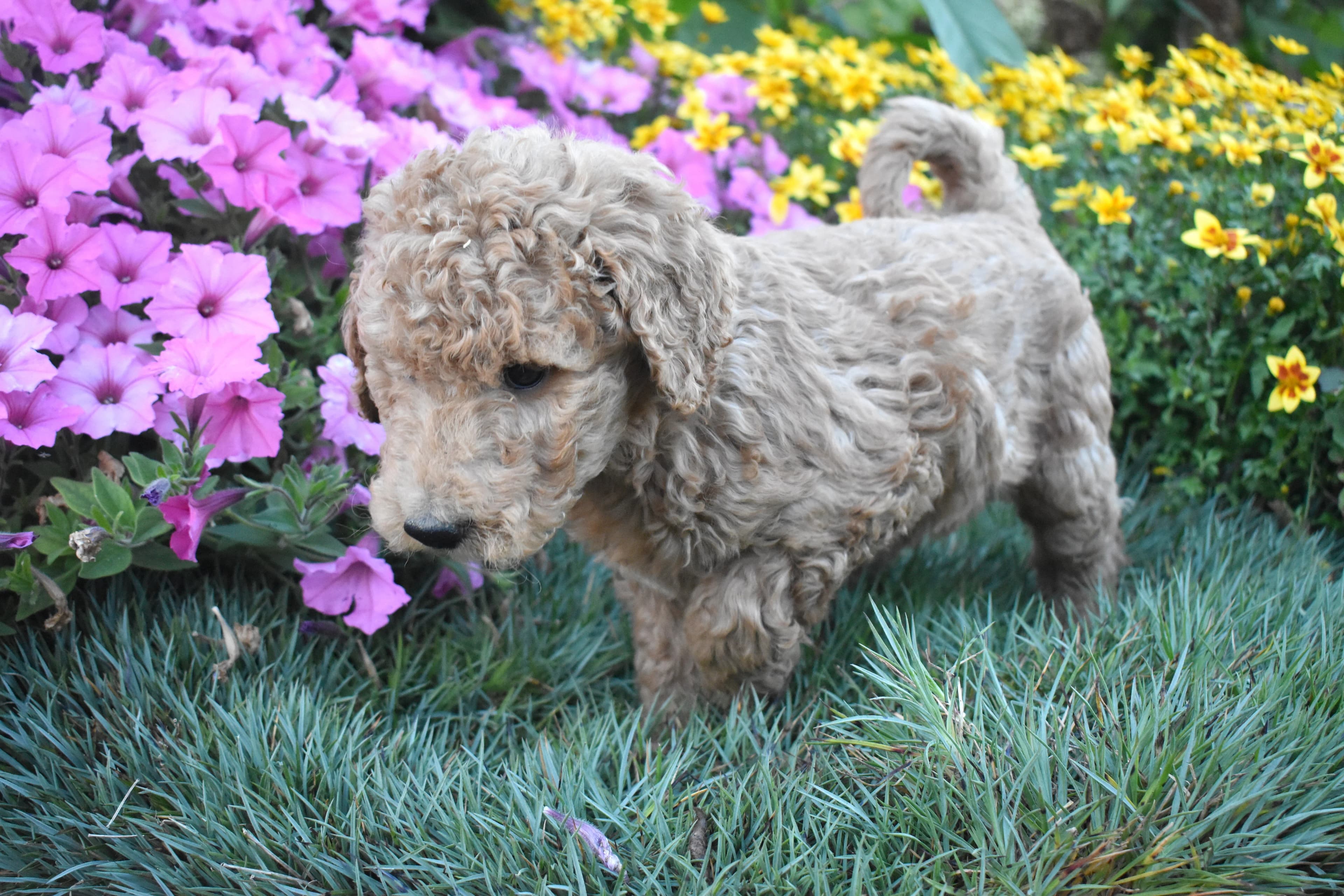 Goldendoodle puppy