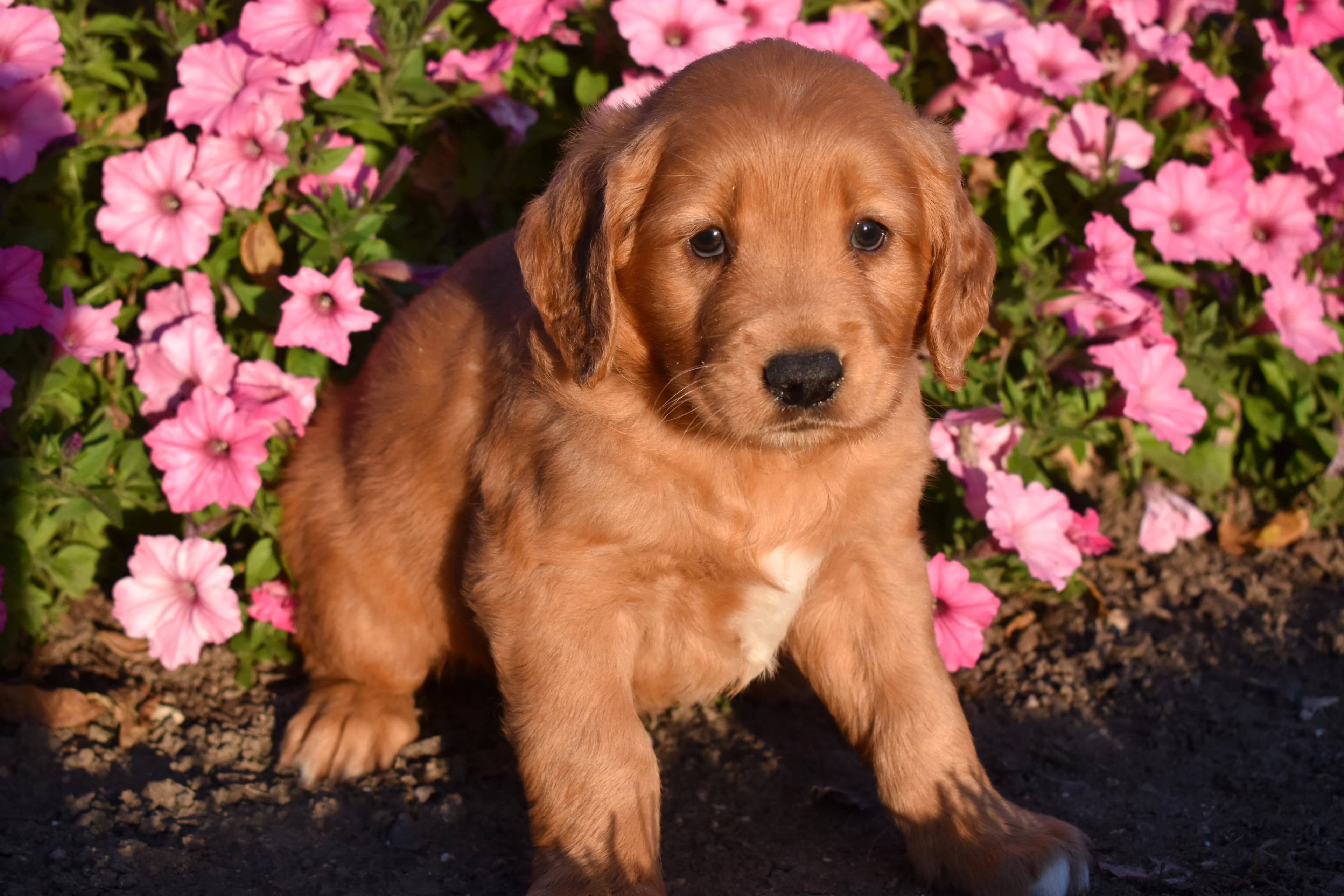 Golden Retriever puppy