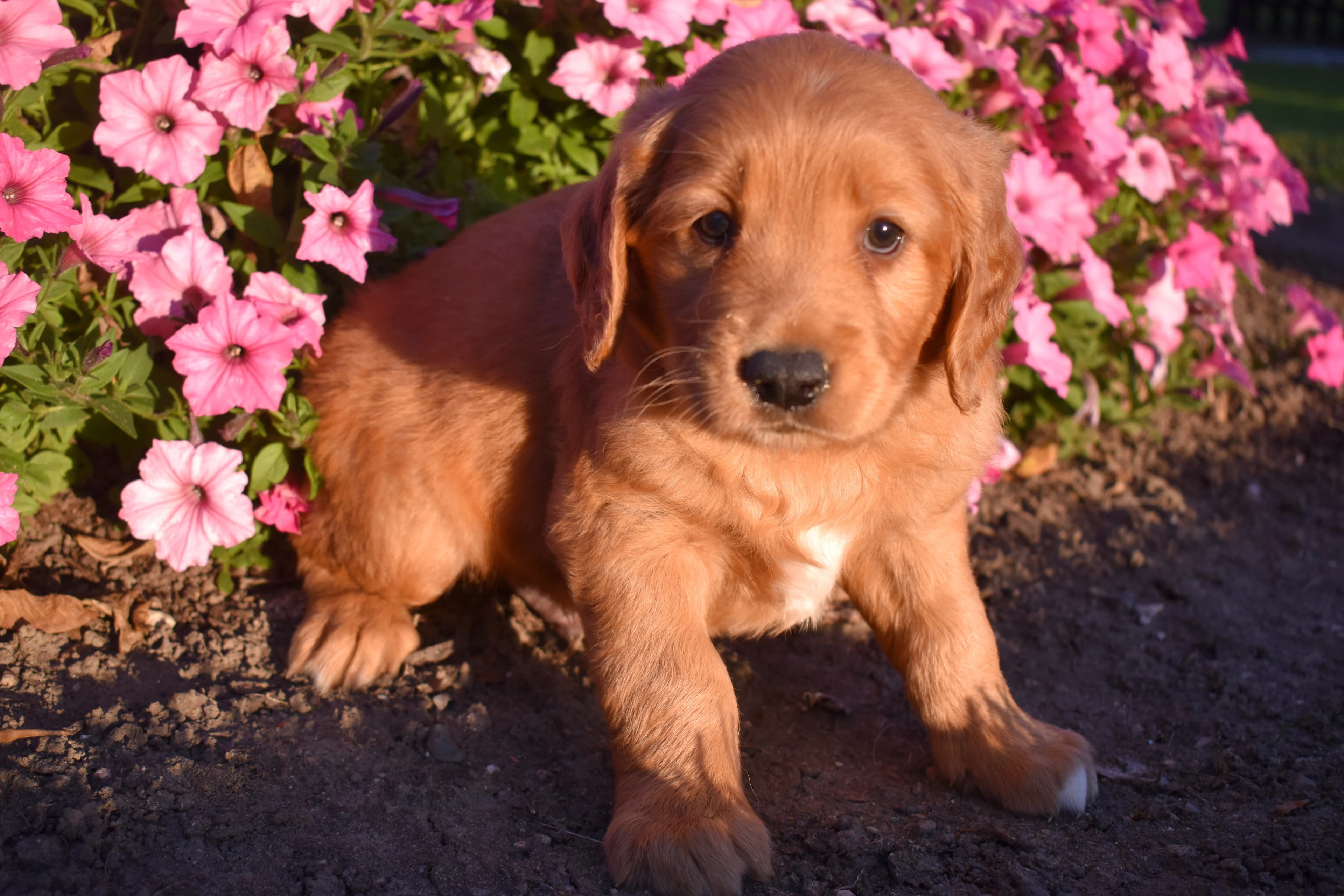 Penn, Golden Retriever puppy — photo 2