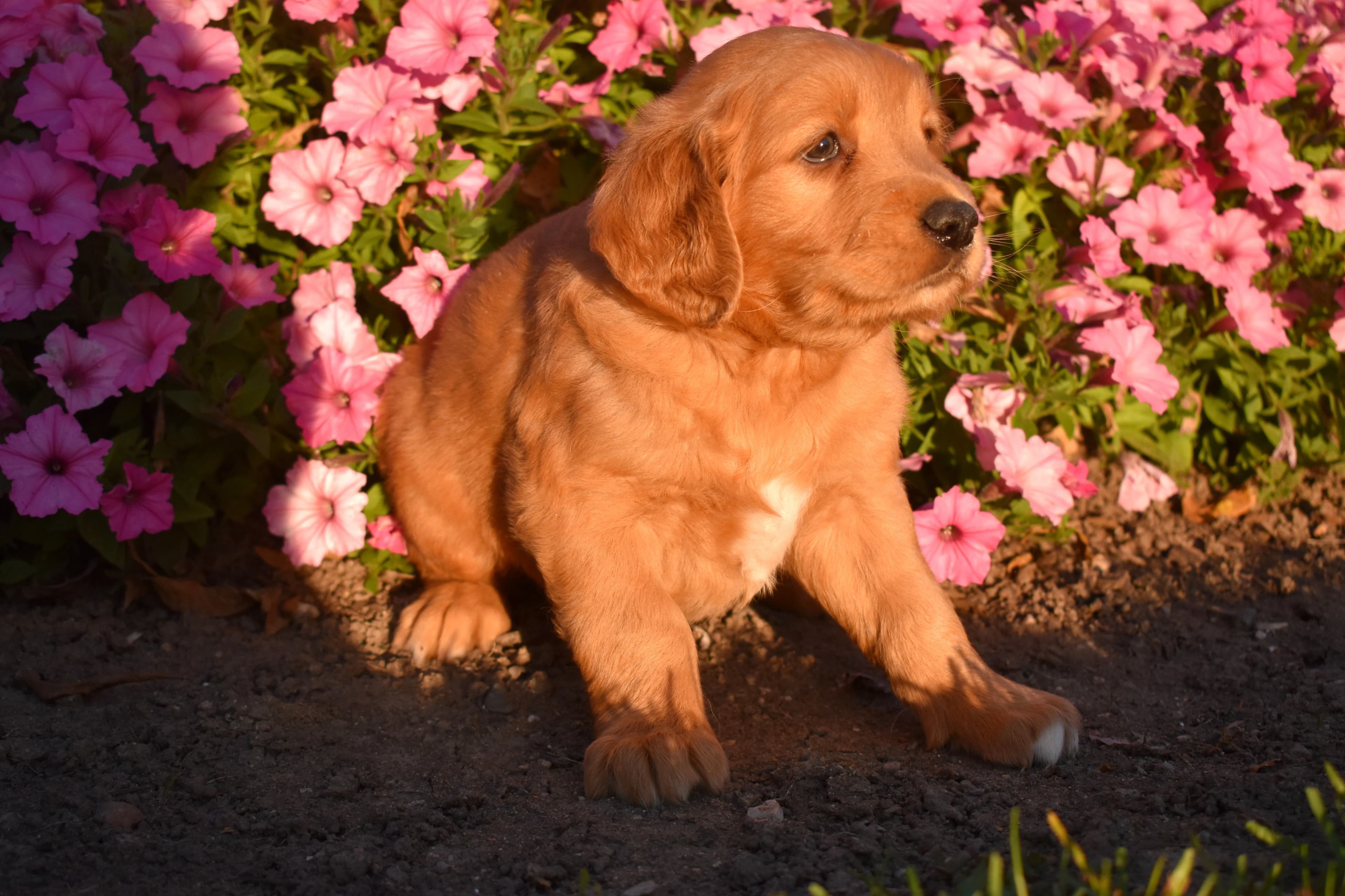 Penn, Golden Retriever puppy — photo 3