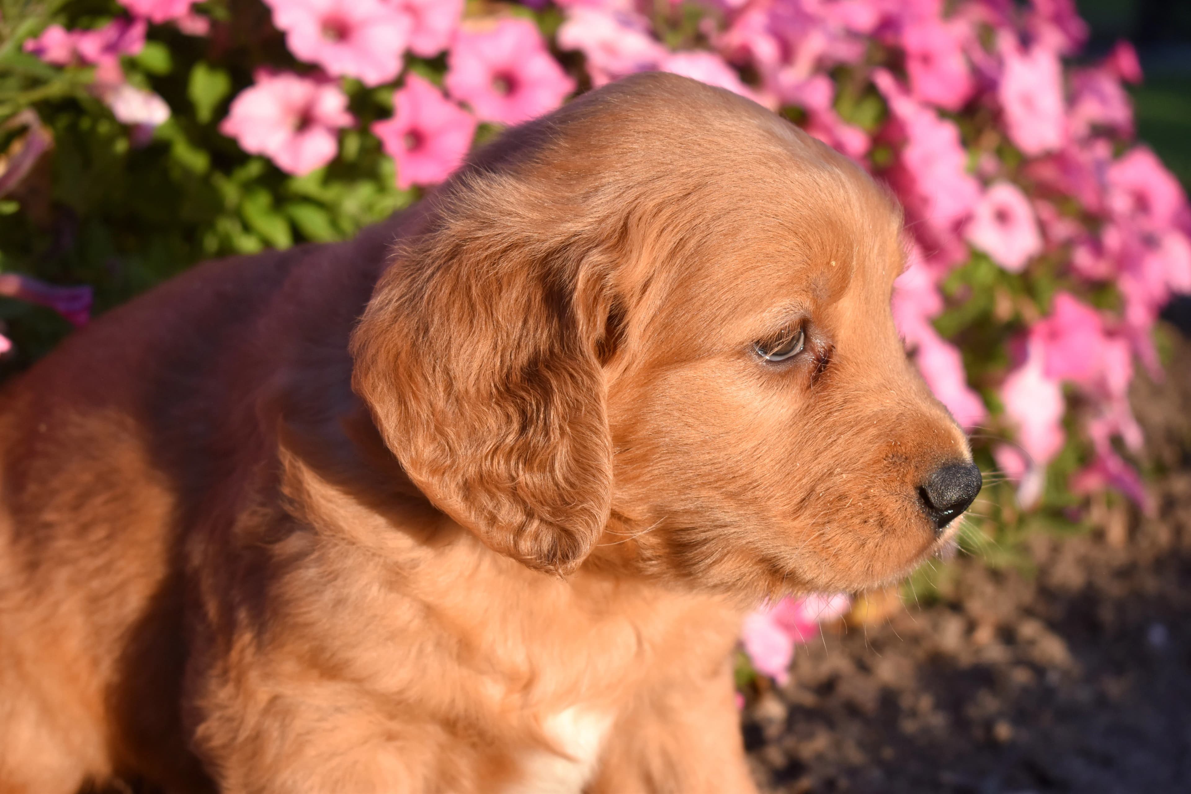 Penn, Golden Retriever puppy — photo 4