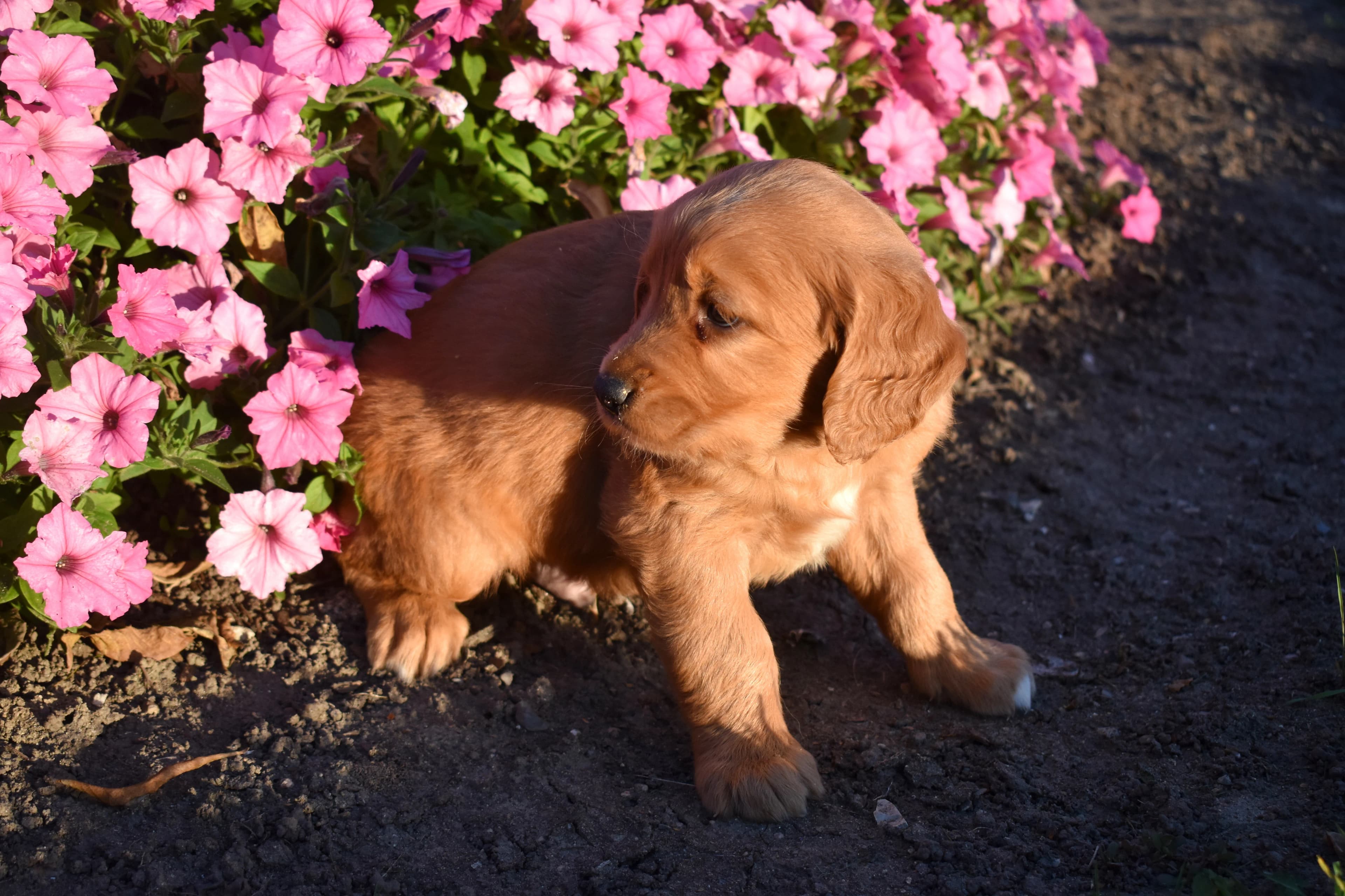 Penn, Golden Retriever puppy — photo 5