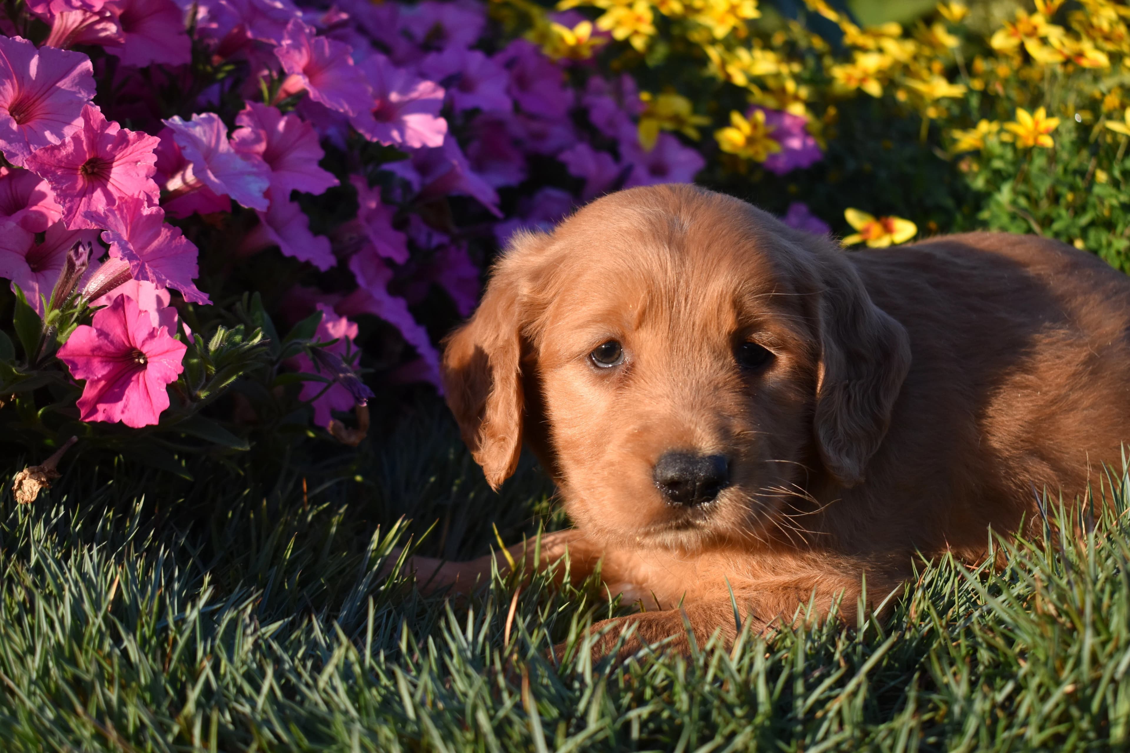 Penn, Golden Retriever puppy — photo 6