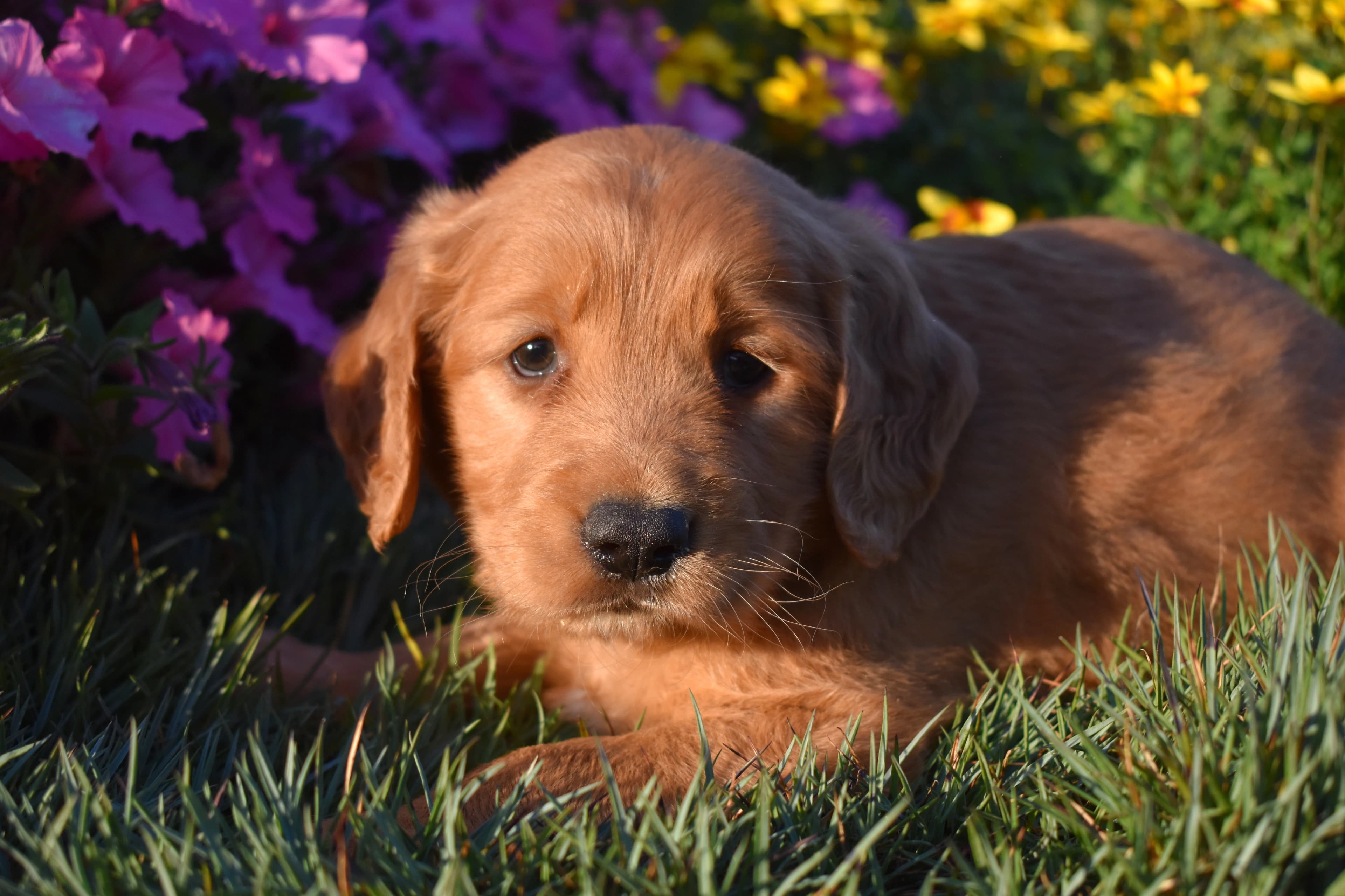 Penn, Golden Retriever puppy — photo 7