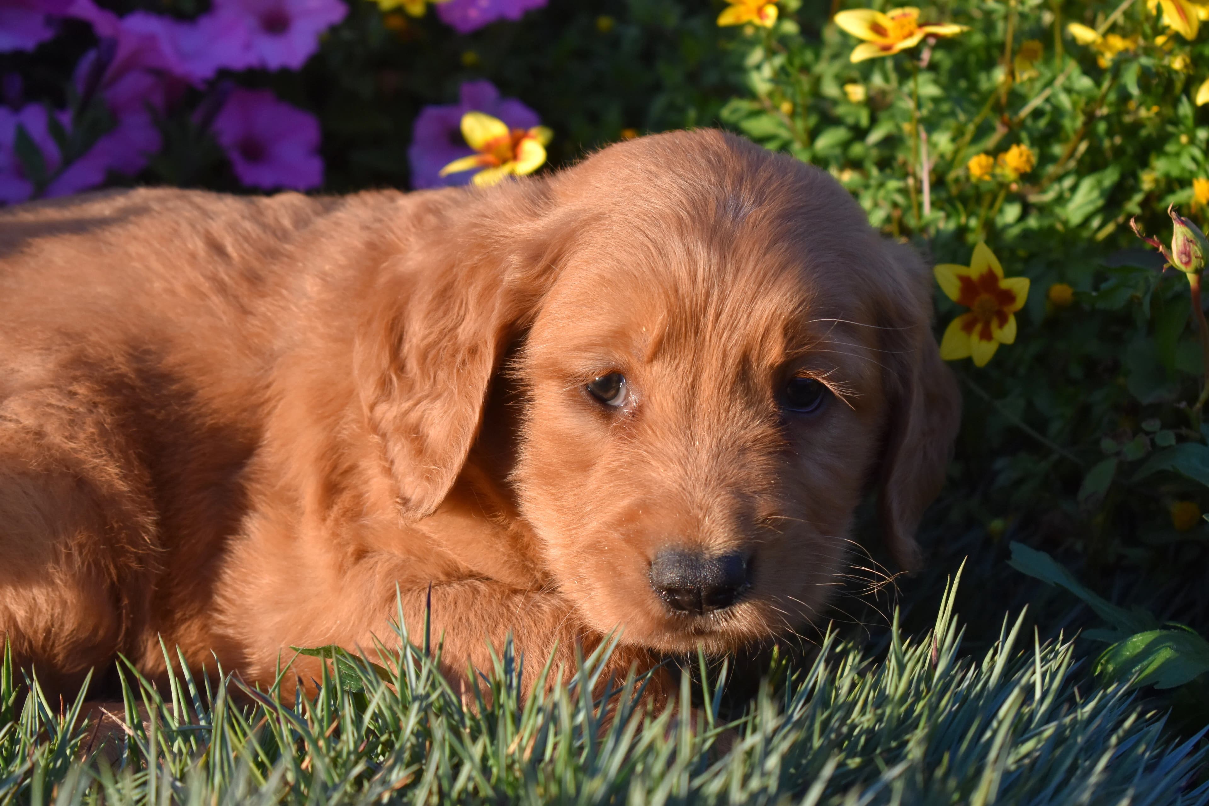 Penn, Golden Retriever puppy — photo 8