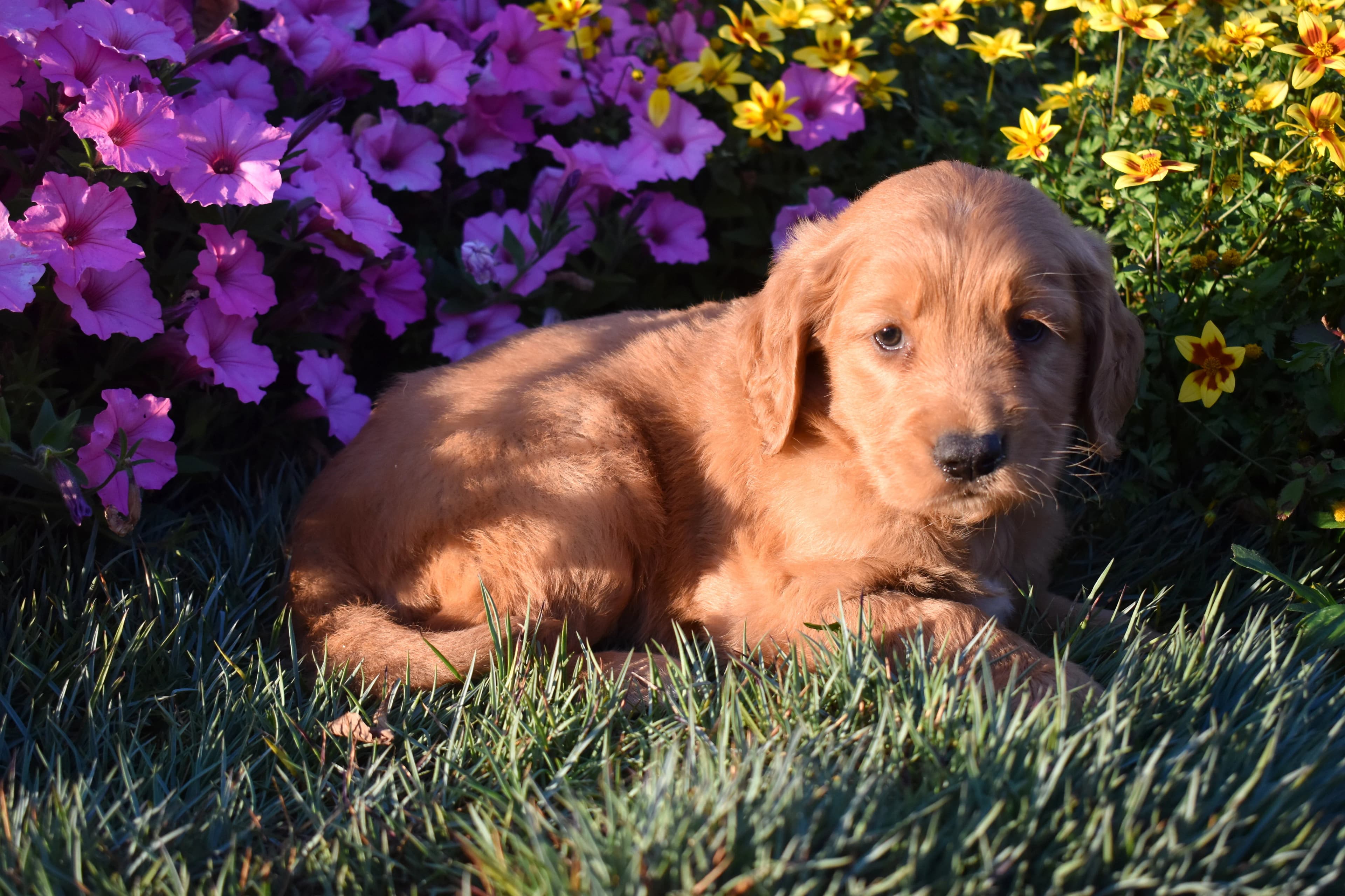 Penn, Golden Retriever puppy — photo 9