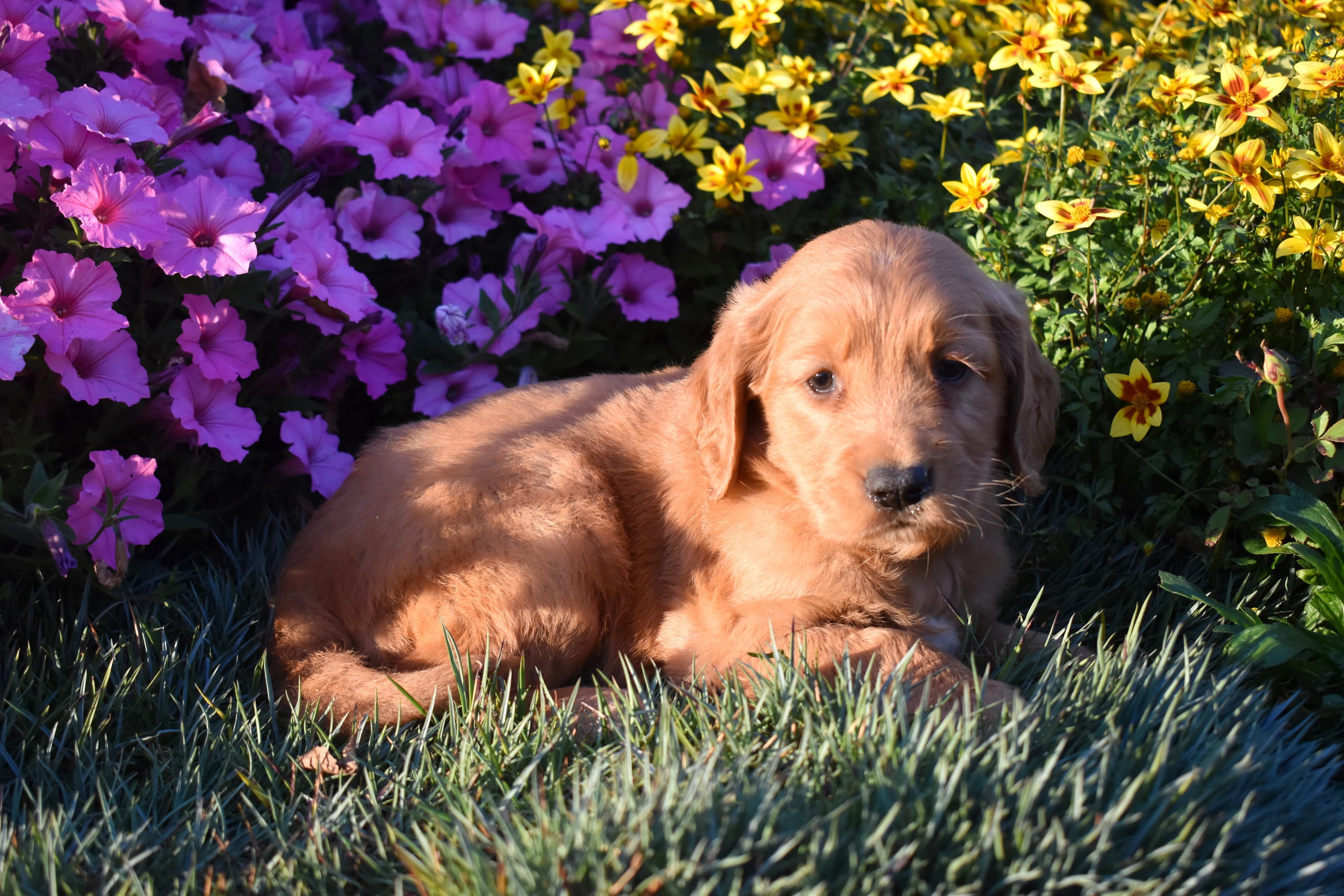 Penn, Golden Retriever puppy — photo 10