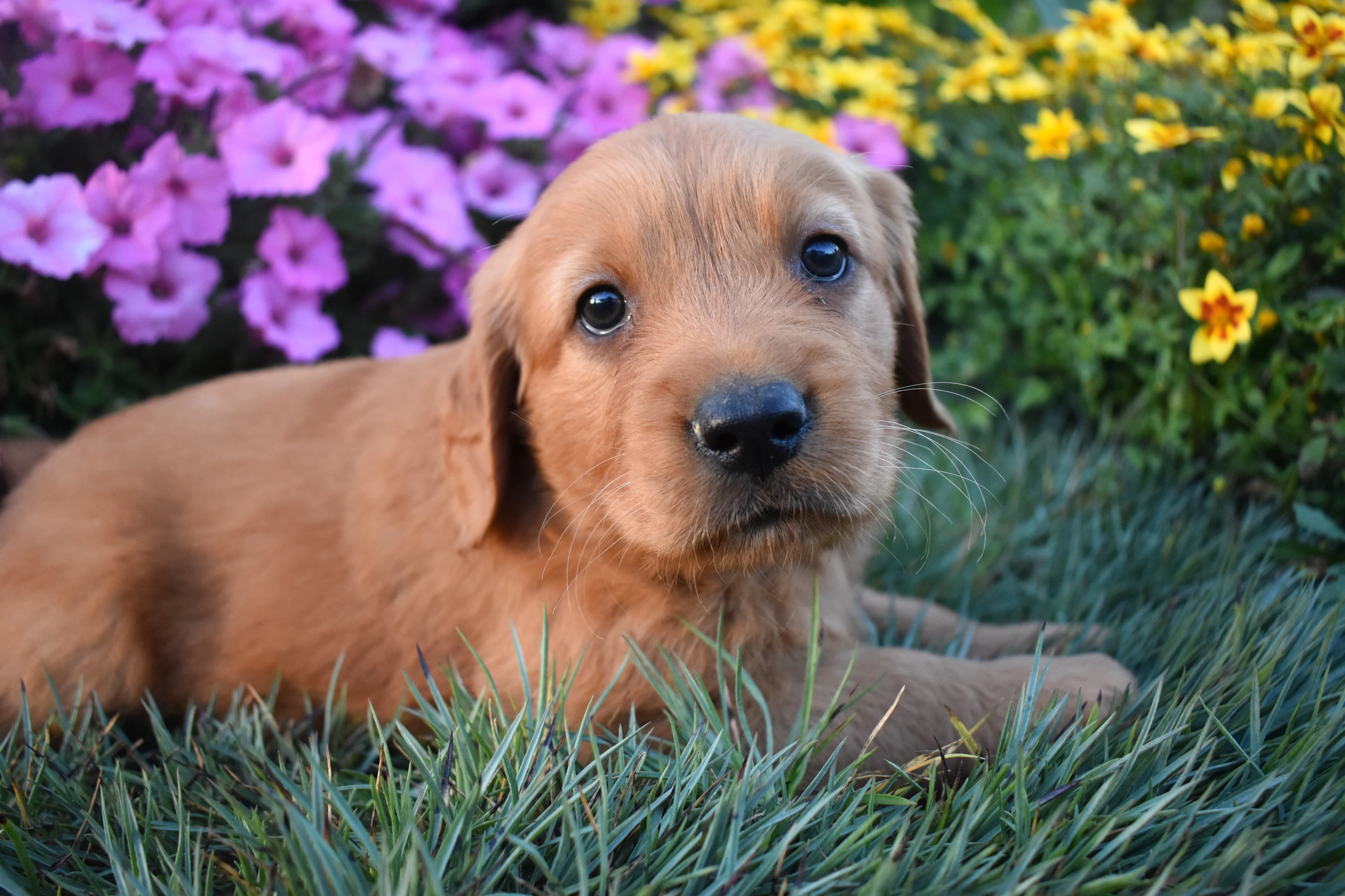 Golden Retriever puppy