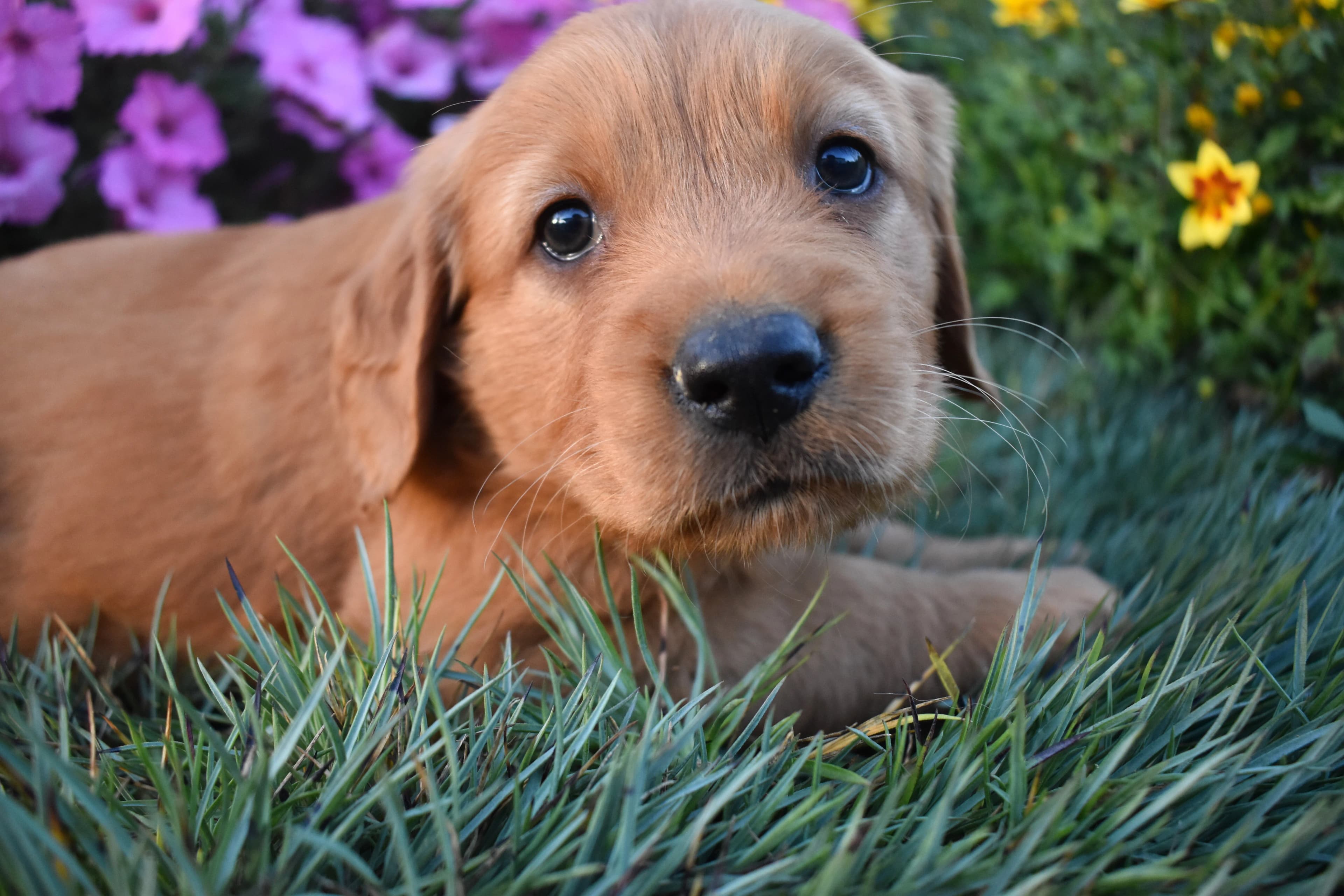 Pippa, Golden Retriever puppy — photo 2