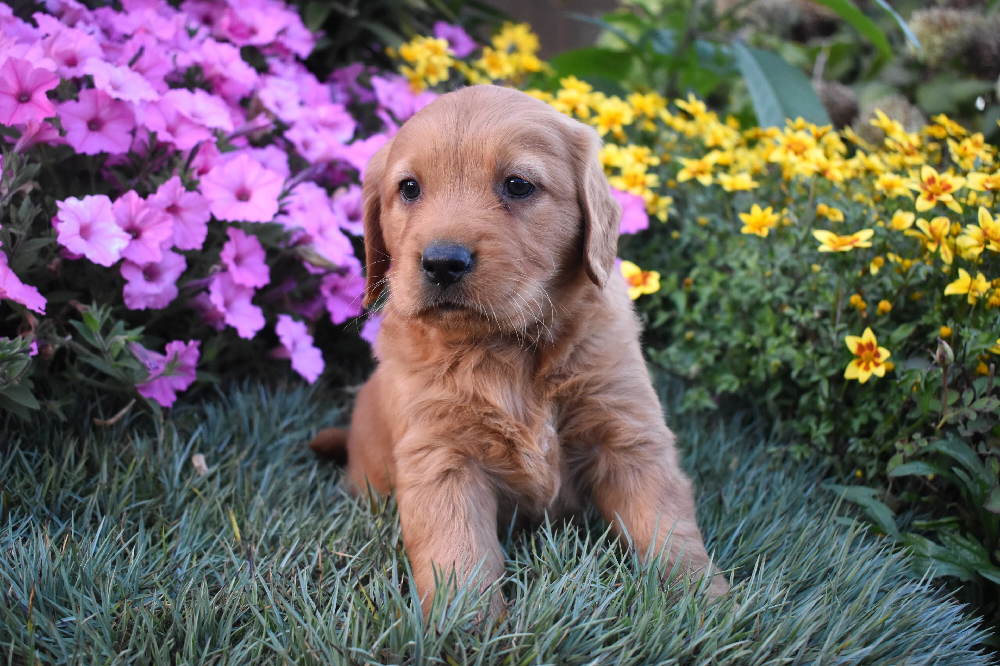 Pippa, Golden Retriever puppy — photo 3