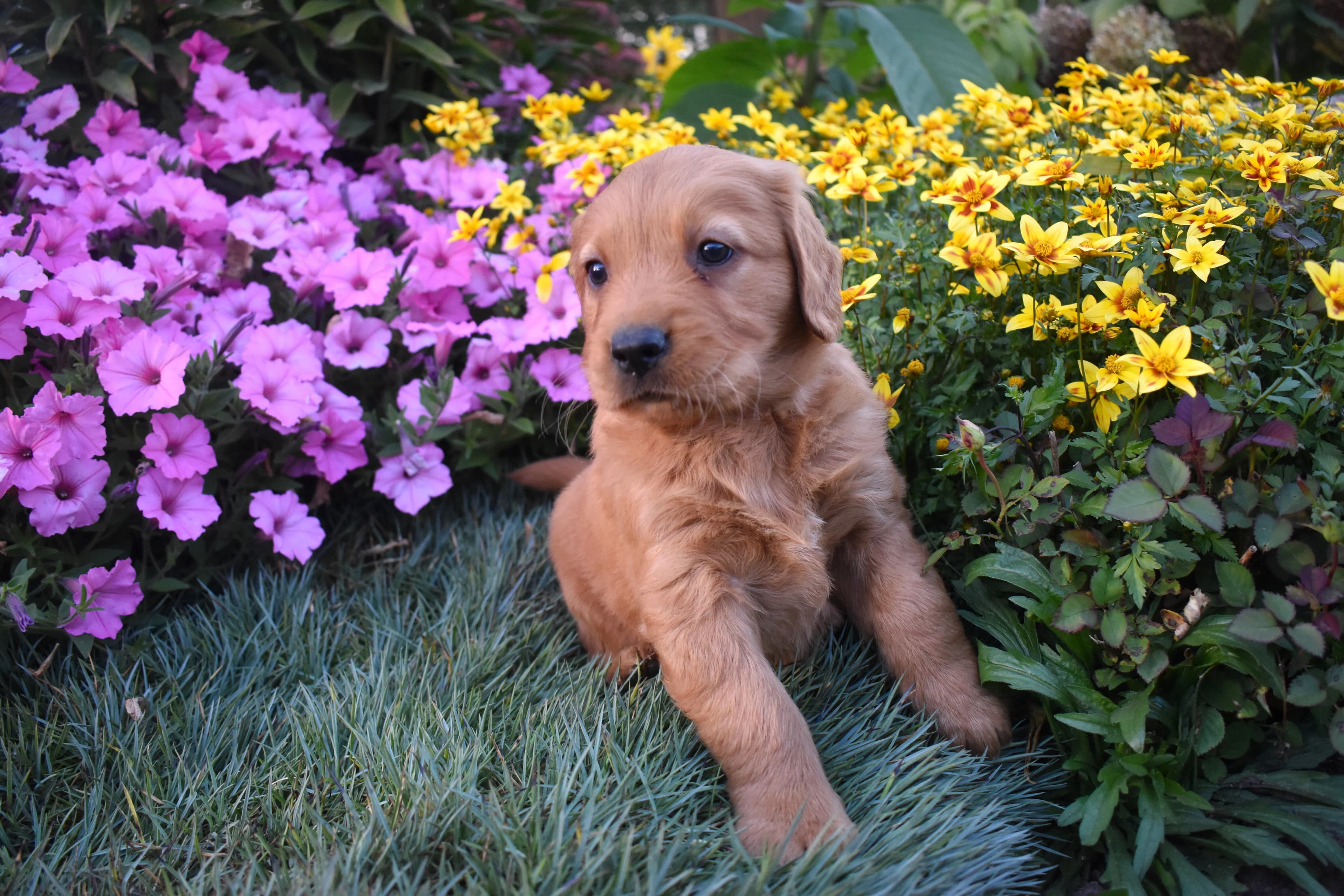 Pippa, Golden Retriever puppy — photo 4
