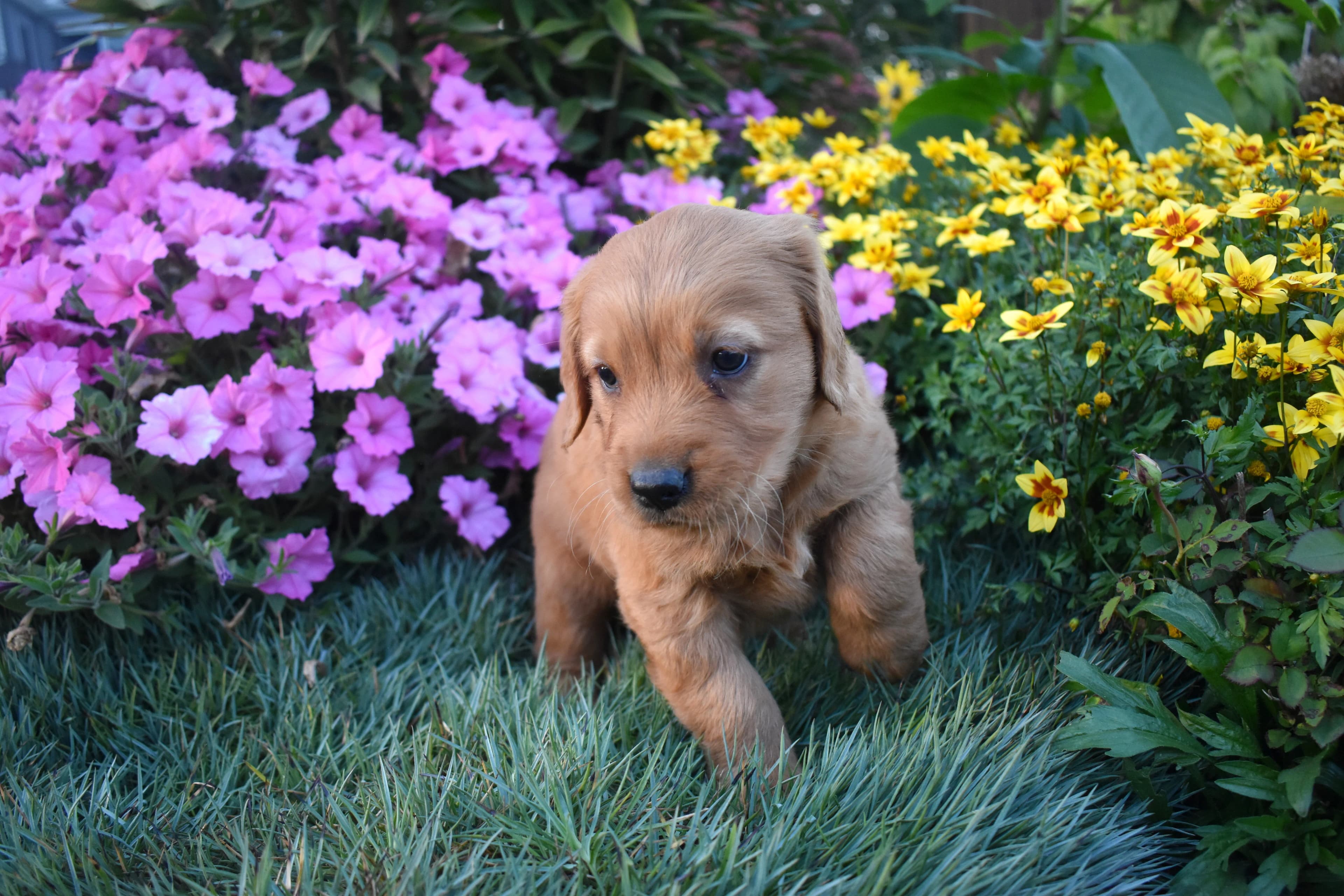 Pippa, Golden Retriever puppy — photo 5