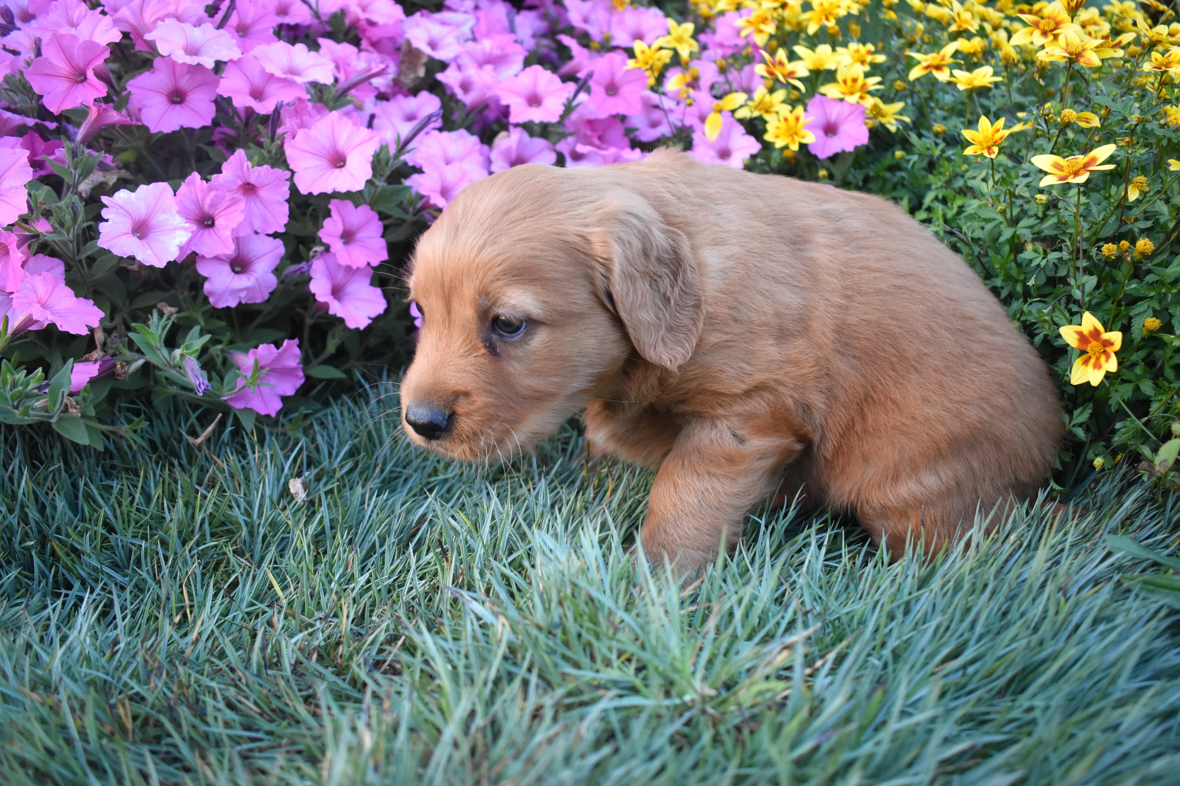 Pippa, Golden Retriever puppy — photo 6