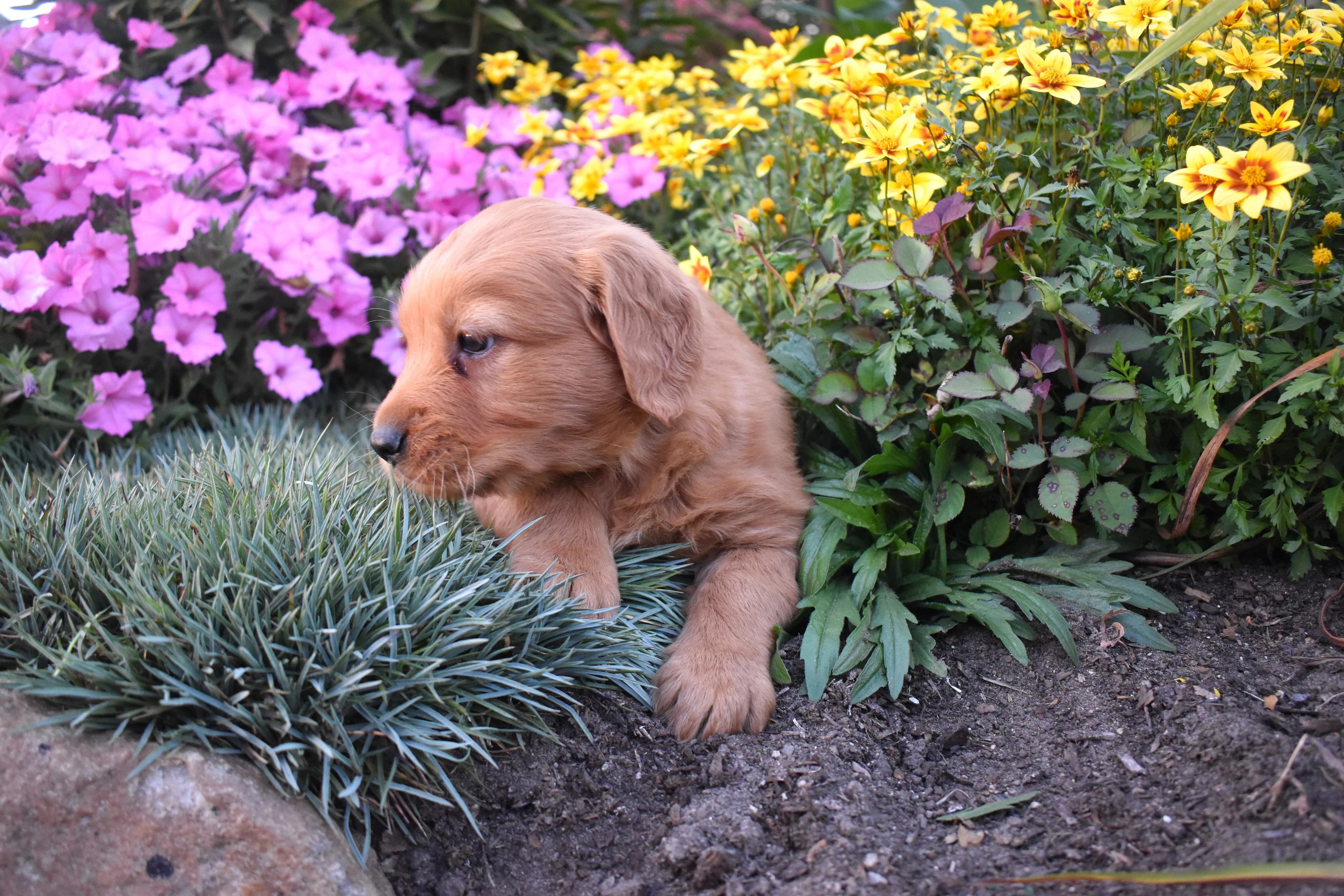 Pippa, Golden Retriever puppy — photo 7