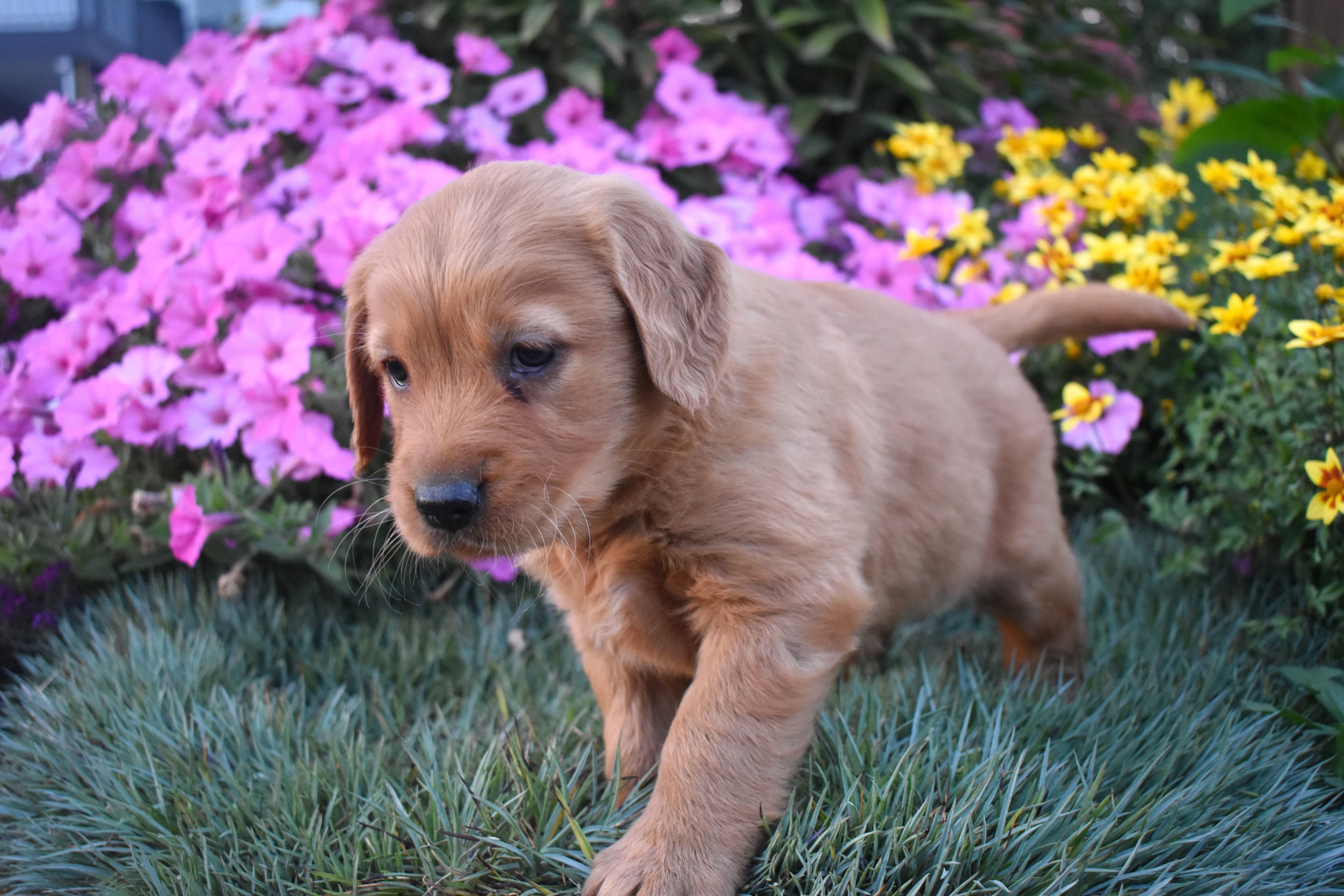 Pippa, Golden Retriever puppy — photo 8