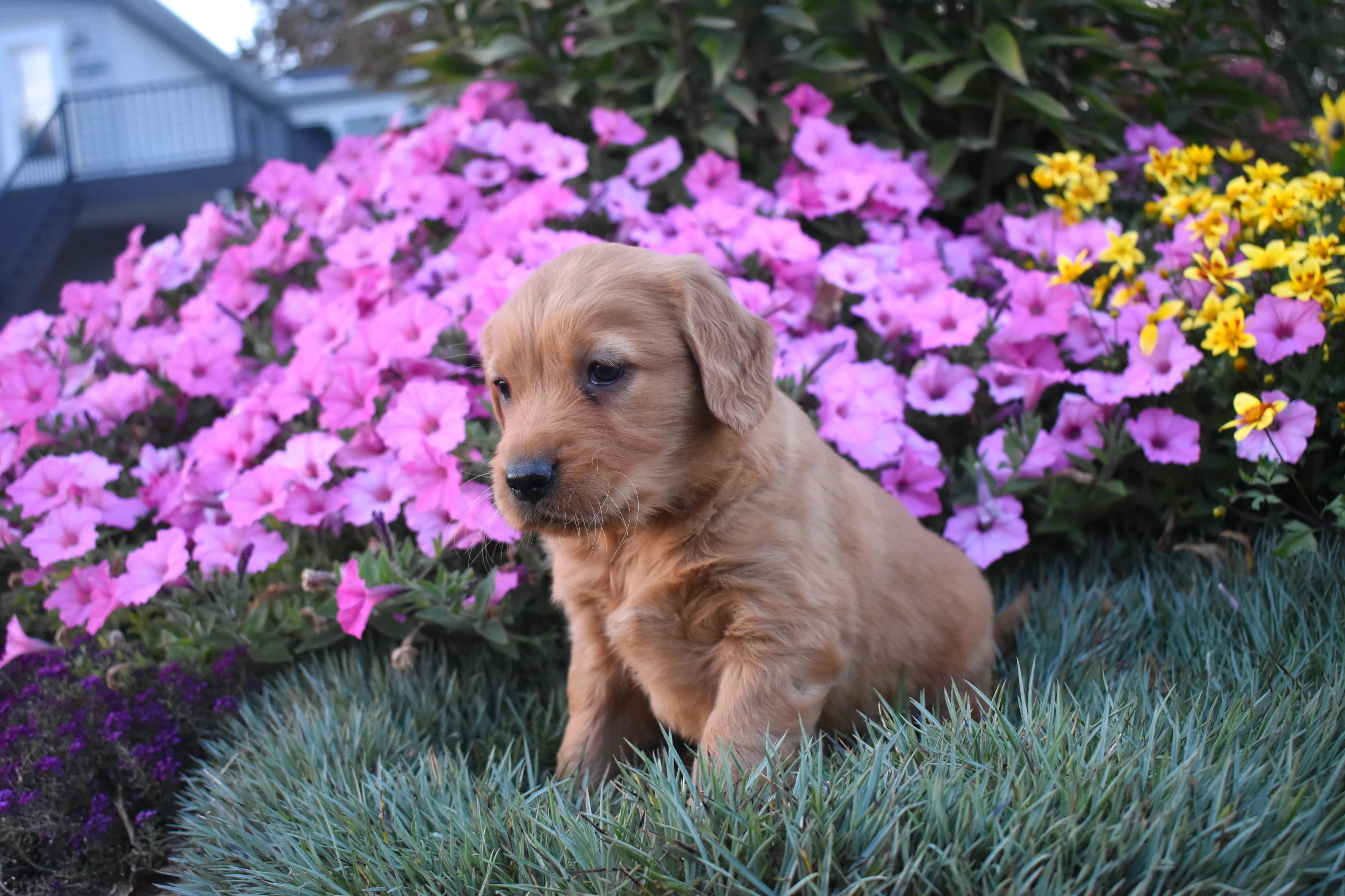 Pippa, Golden Retriever puppy — photo 9