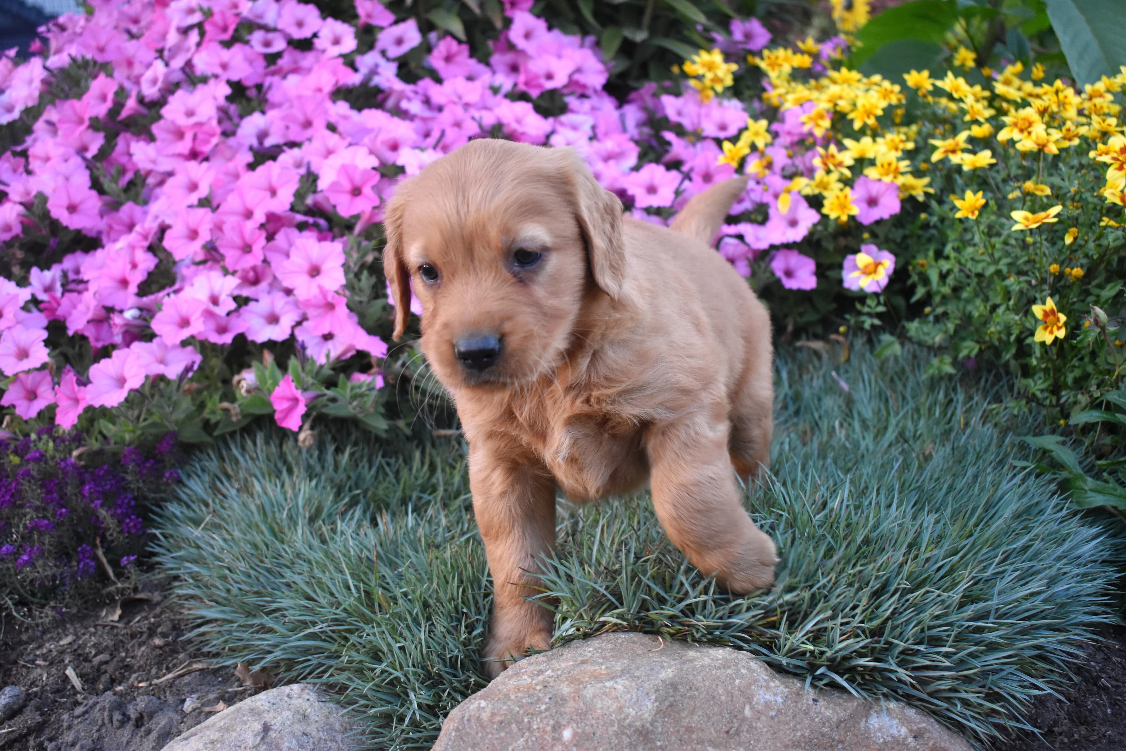 Pippa, Golden Retriever puppy — photo 10
