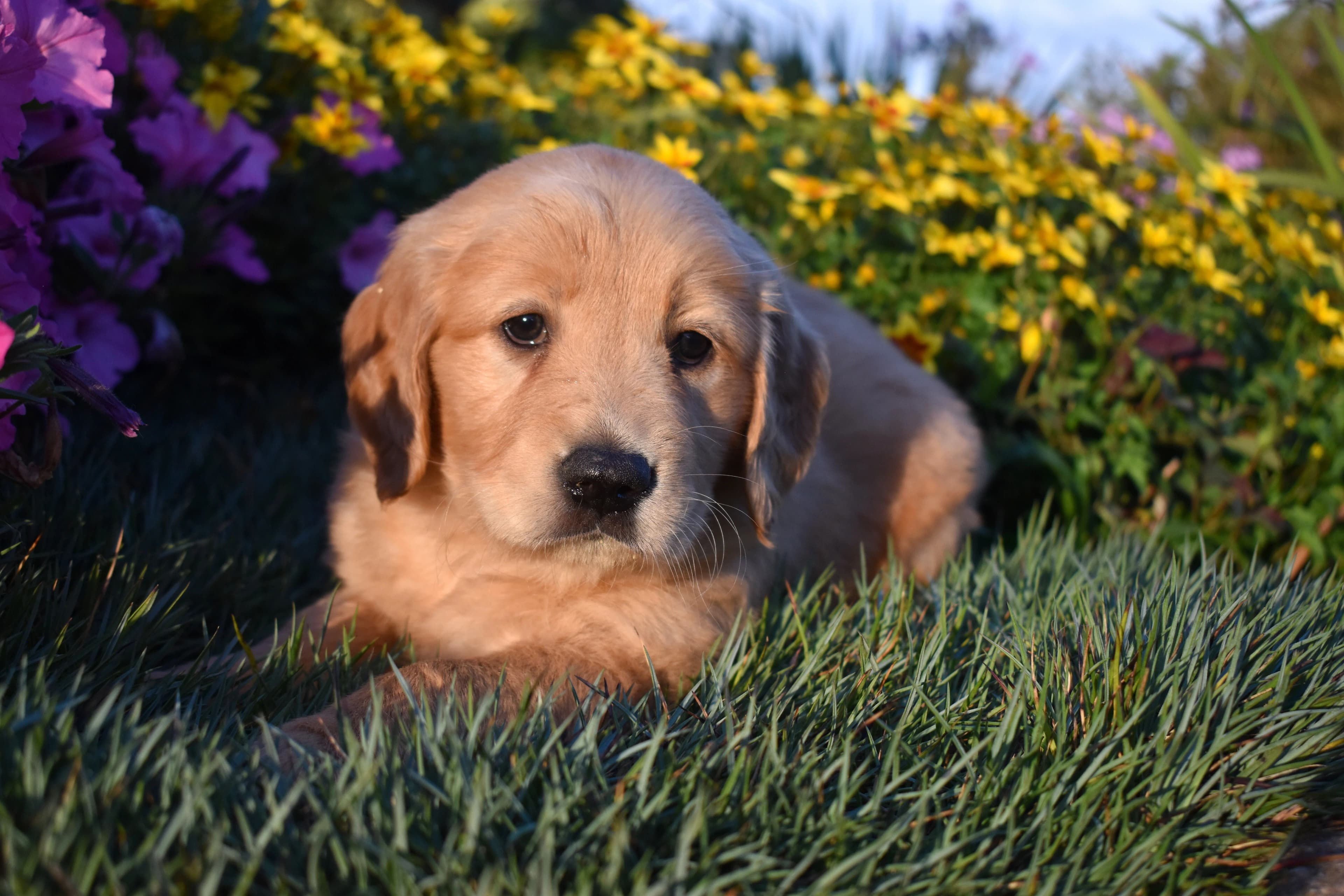 Pippin, Golden Retriever puppy — photo 1