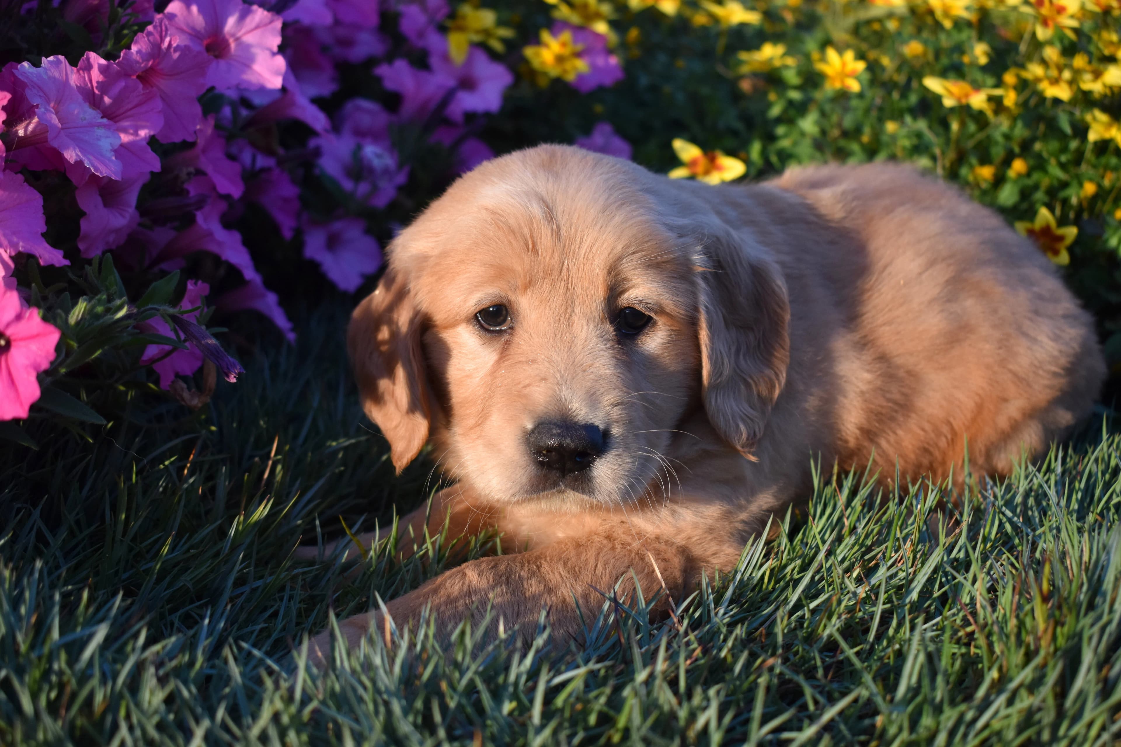 Pippin, Golden Retriever puppy — photo 2