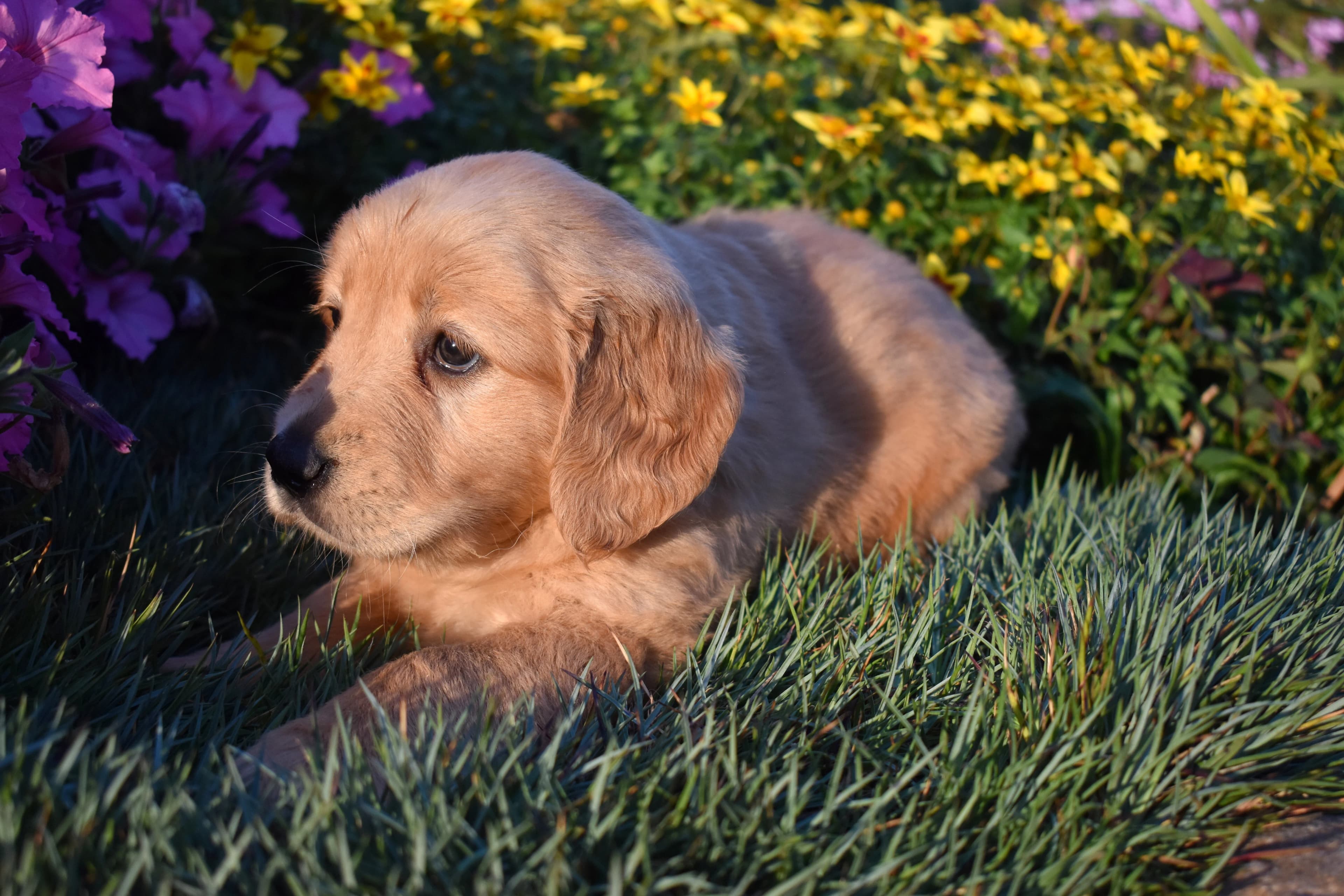 Pippin, Golden Retriever puppy — photo 3
