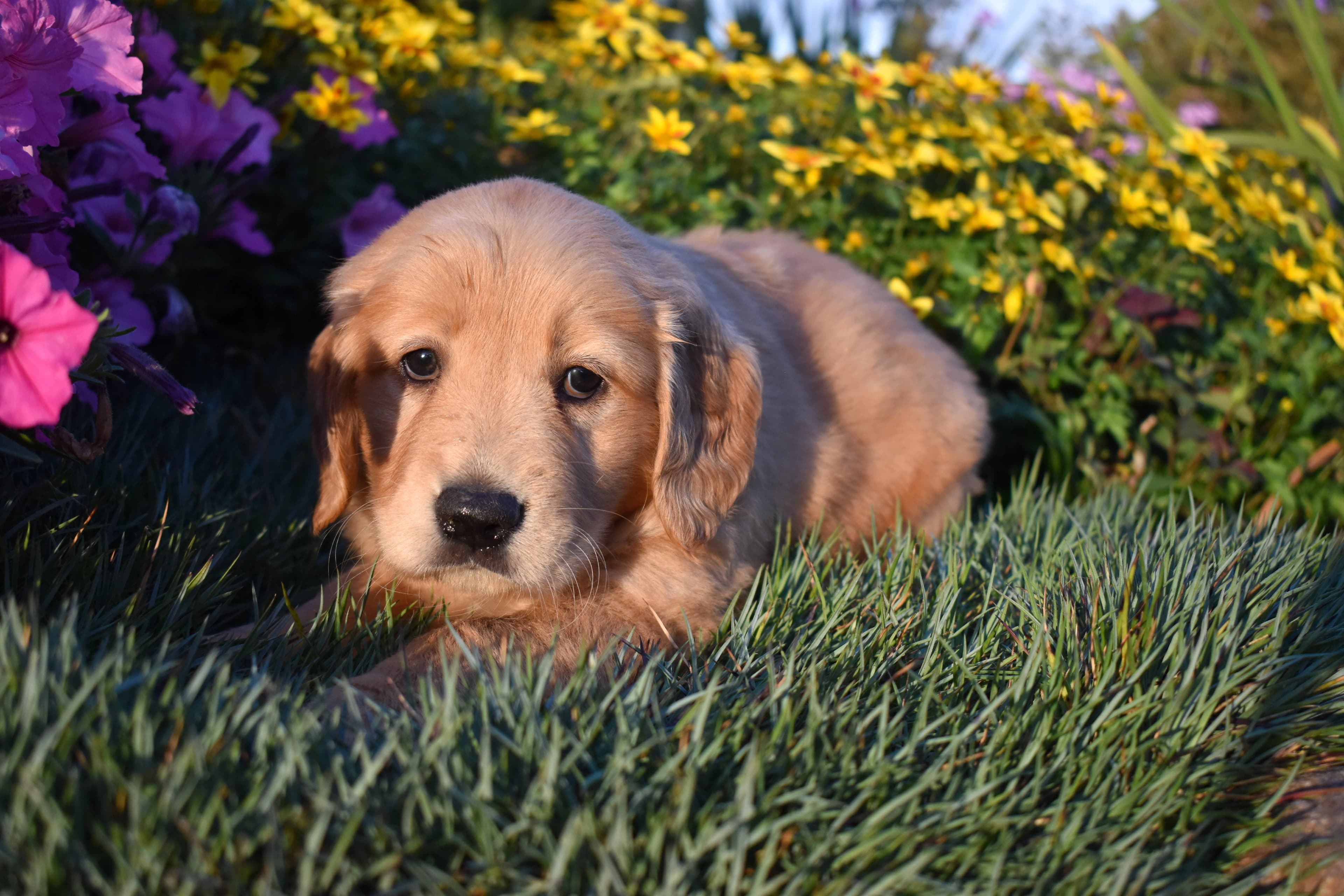 Pippin, Golden Retriever puppy — photo 4