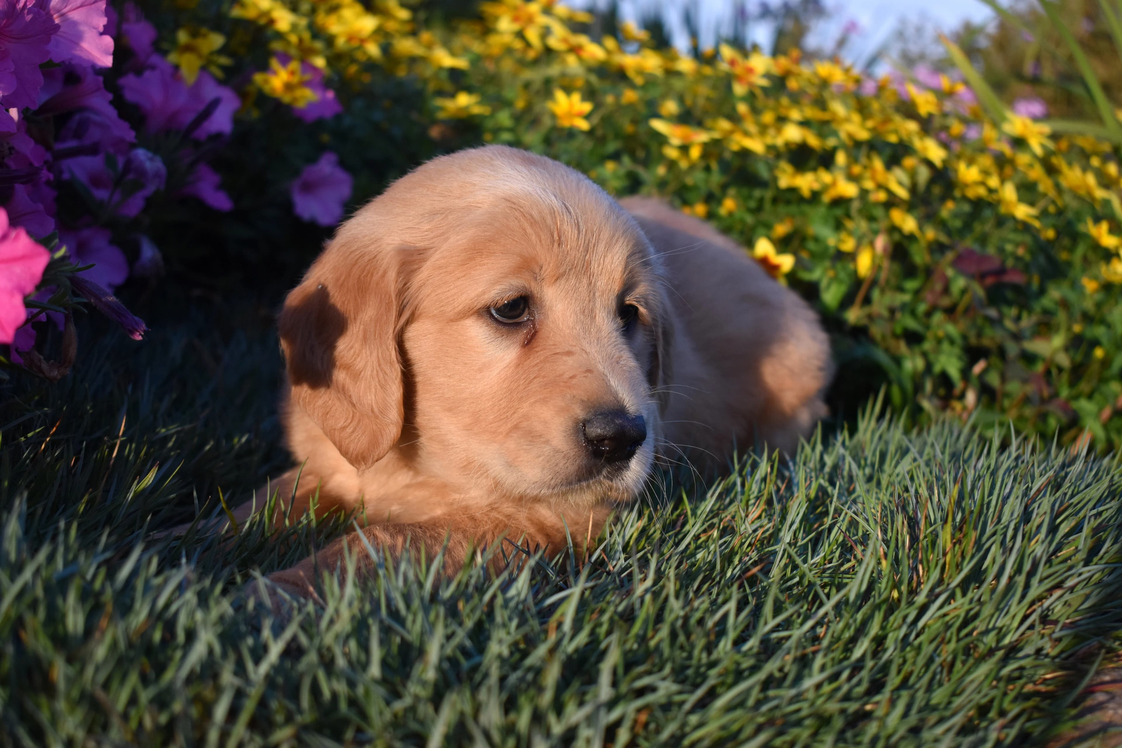 Pippin, Golden Retriever puppy — photo 5