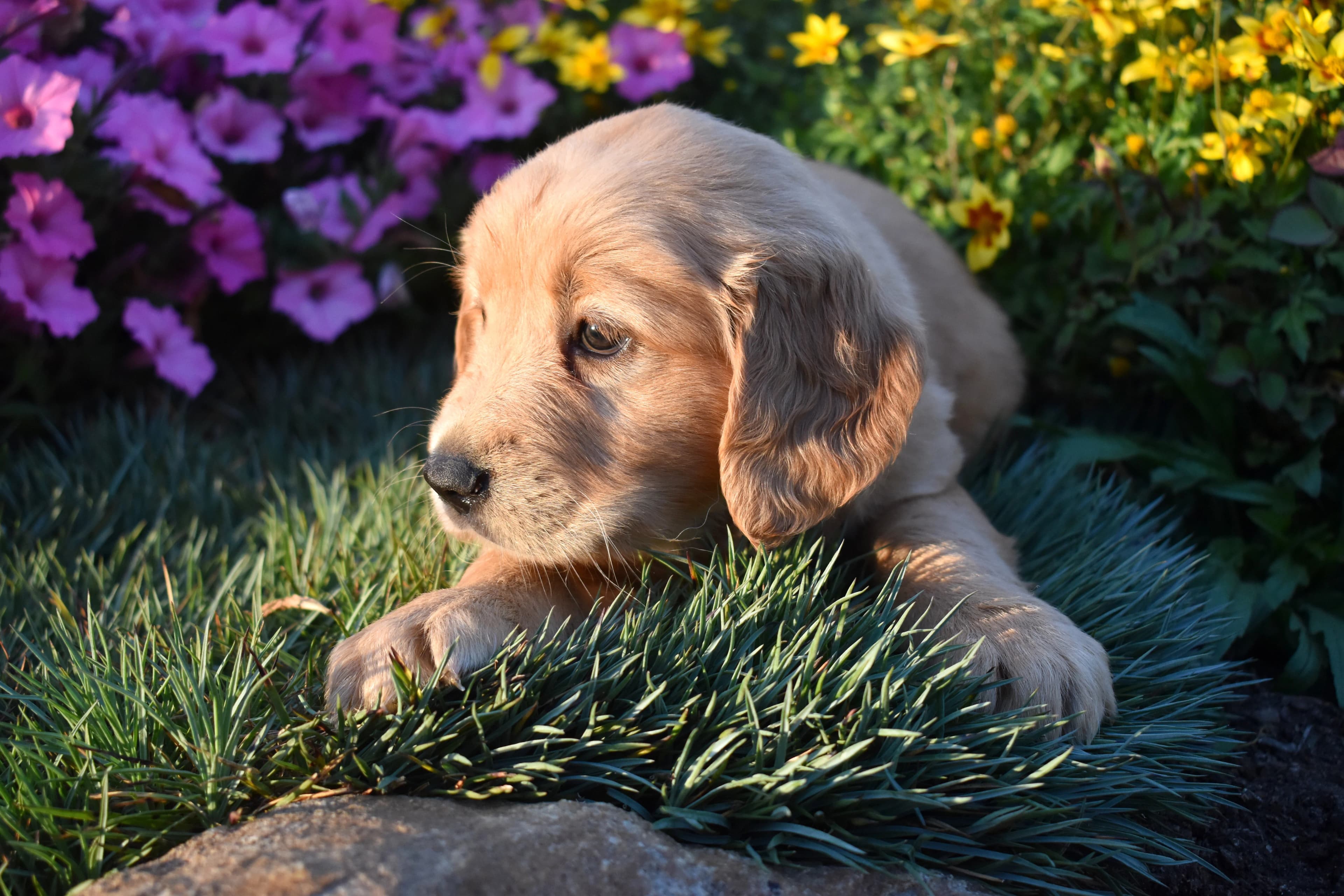 Pippin, Golden Retriever puppy — photo 6