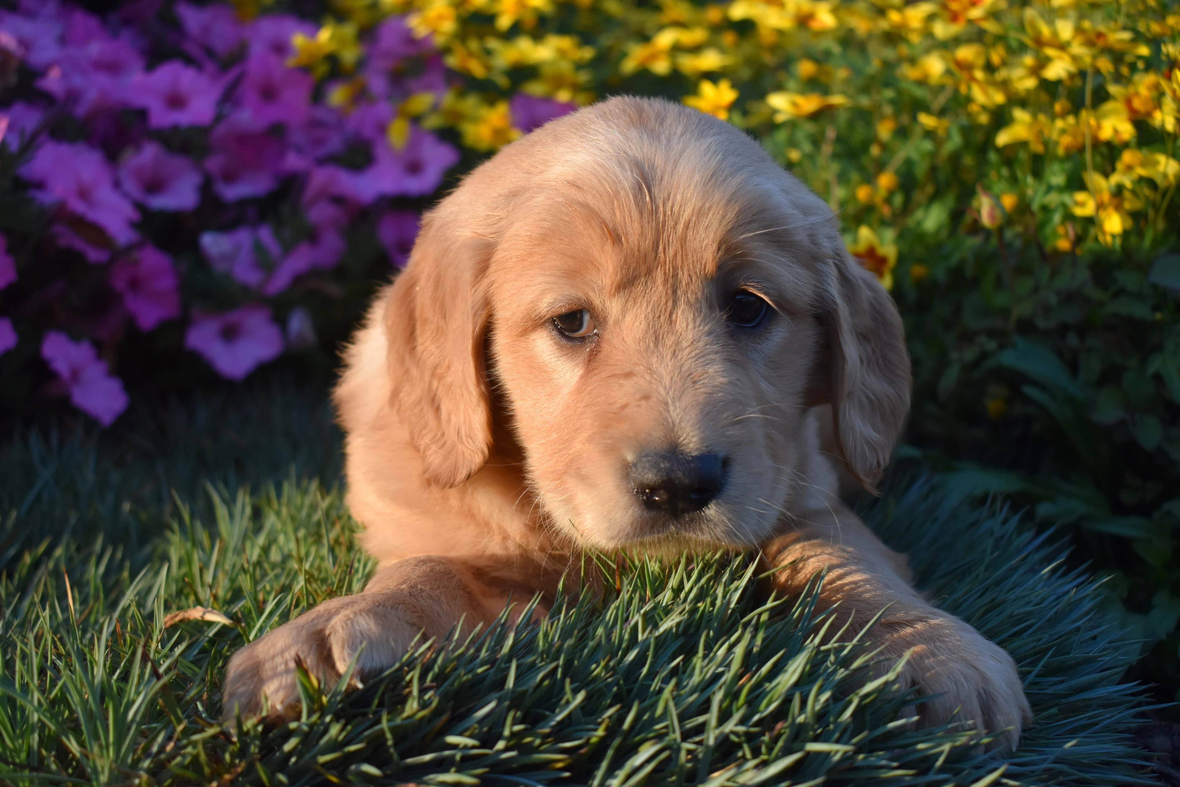 Pippin, Golden Retriever puppy — photo 7