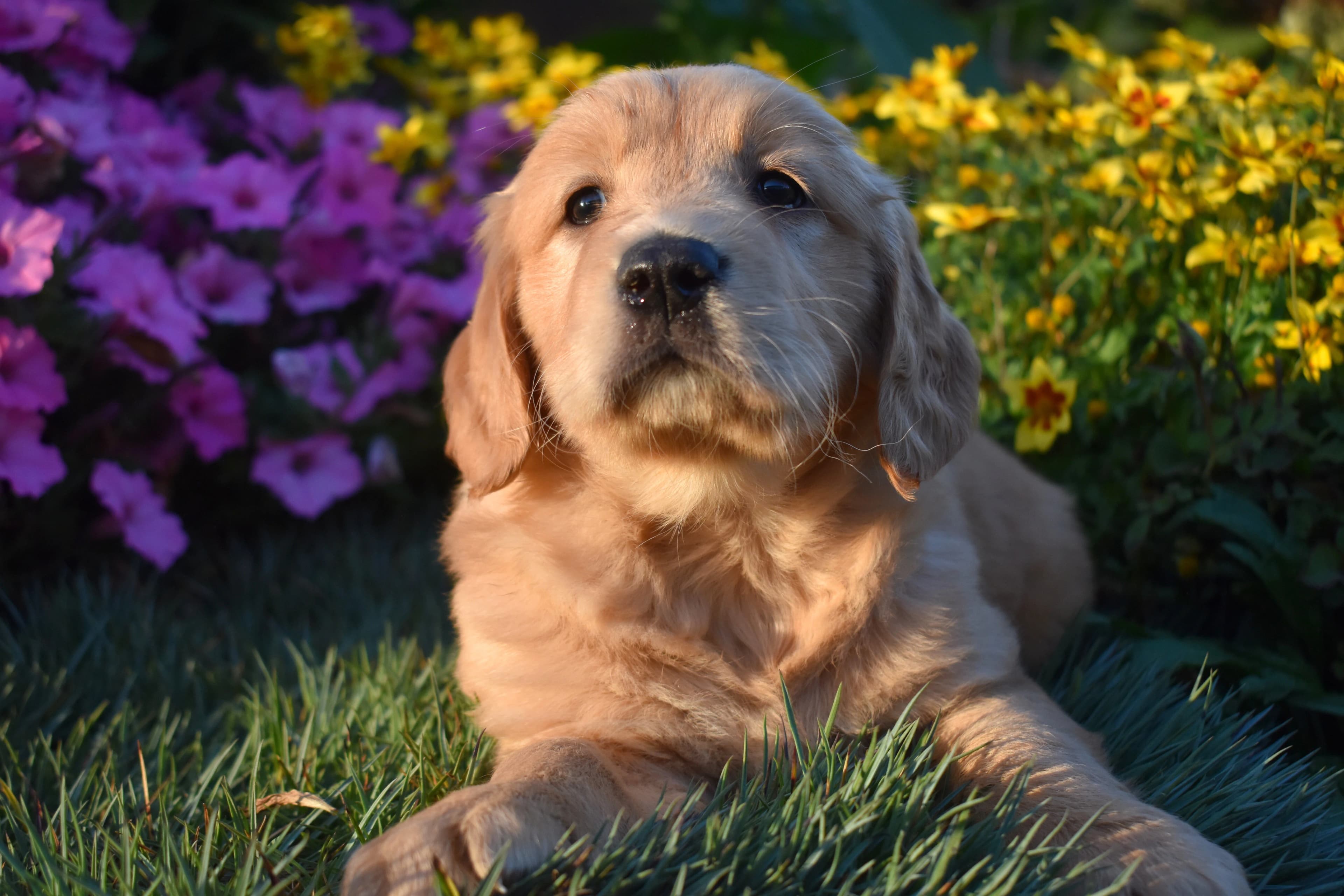 Pippin, Golden Retriever puppy — photo 8