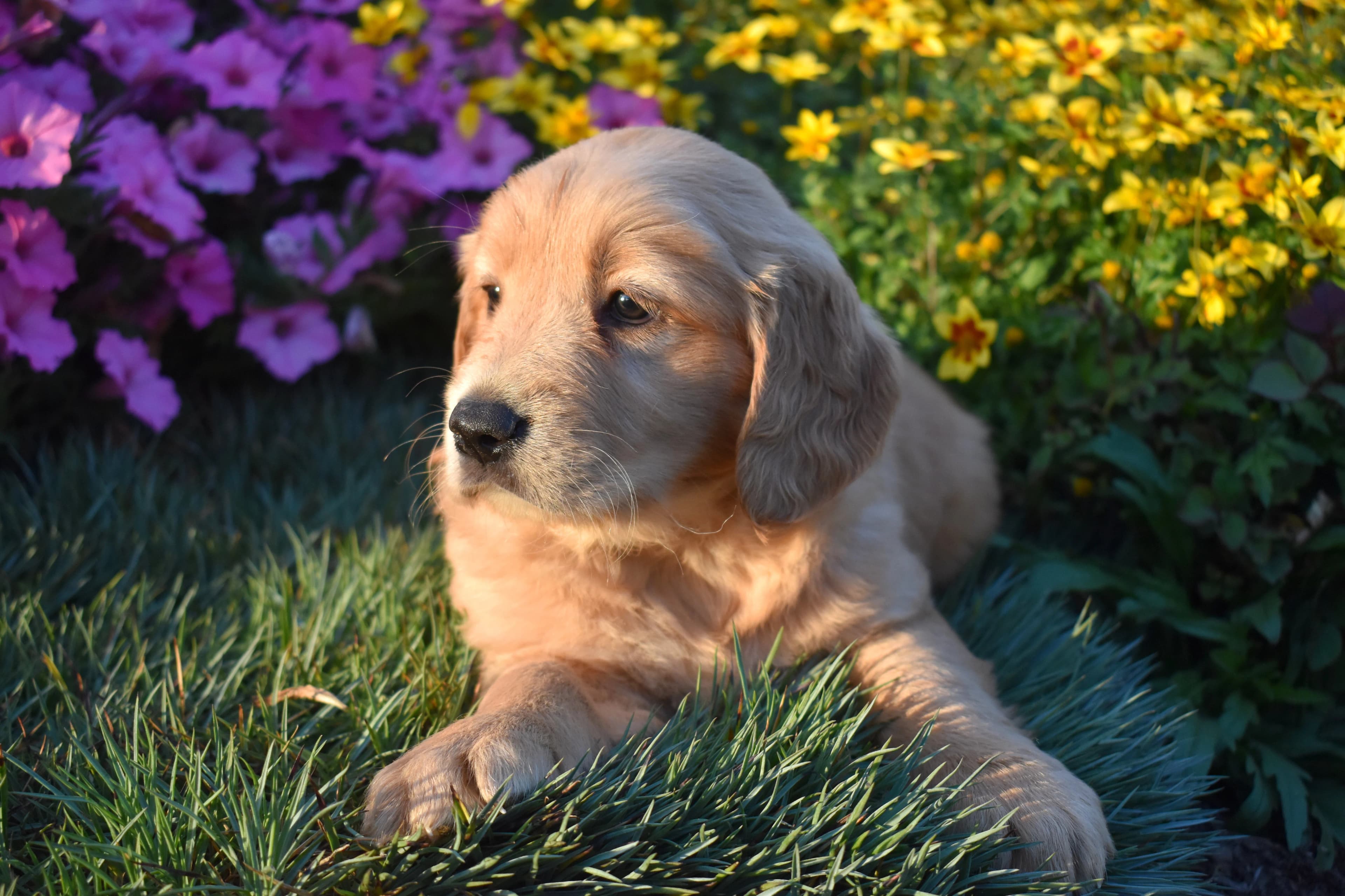 Pippin, Golden Retriever puppy — photo 9