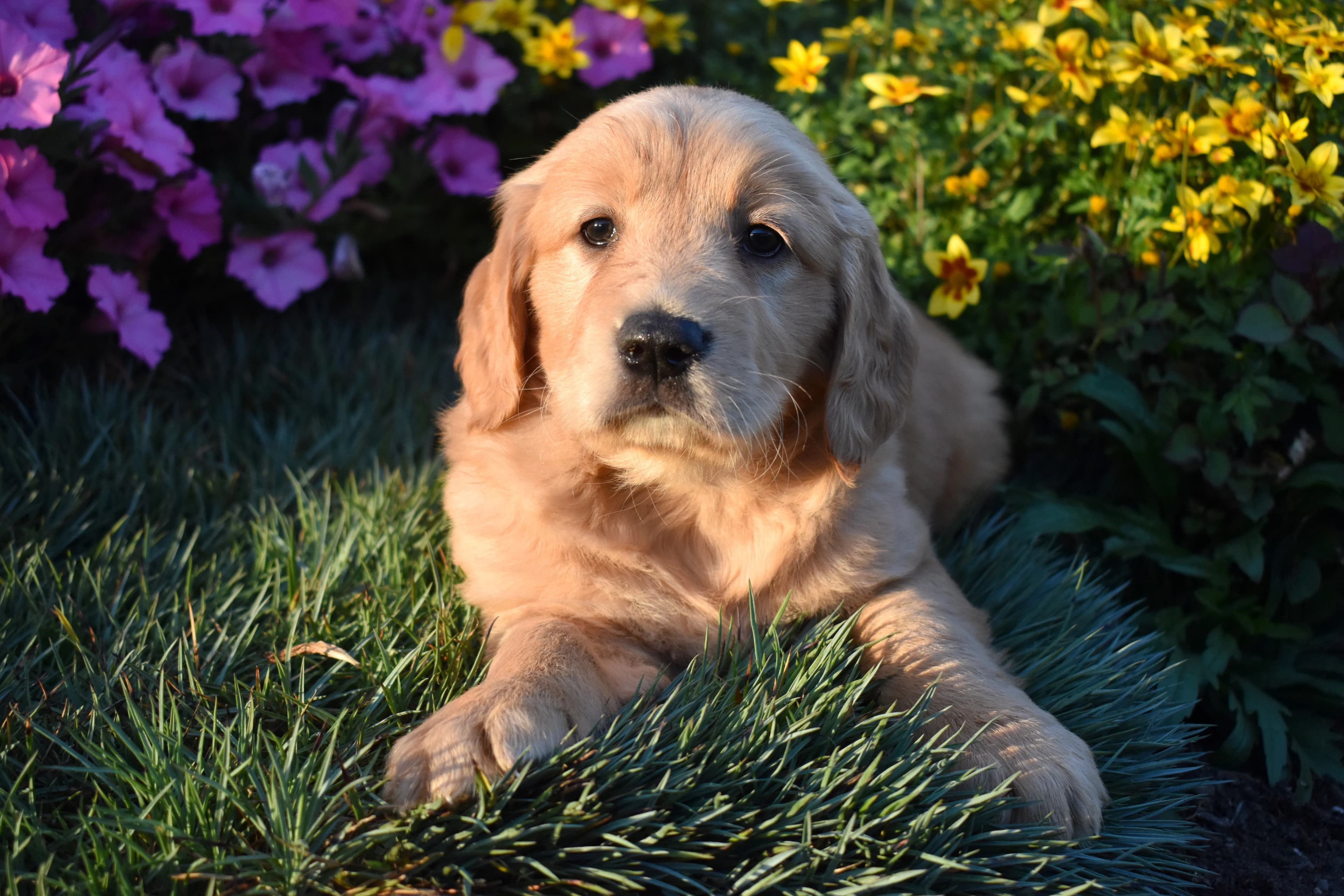 Pippin, Golden Retriever puppy — photo 10